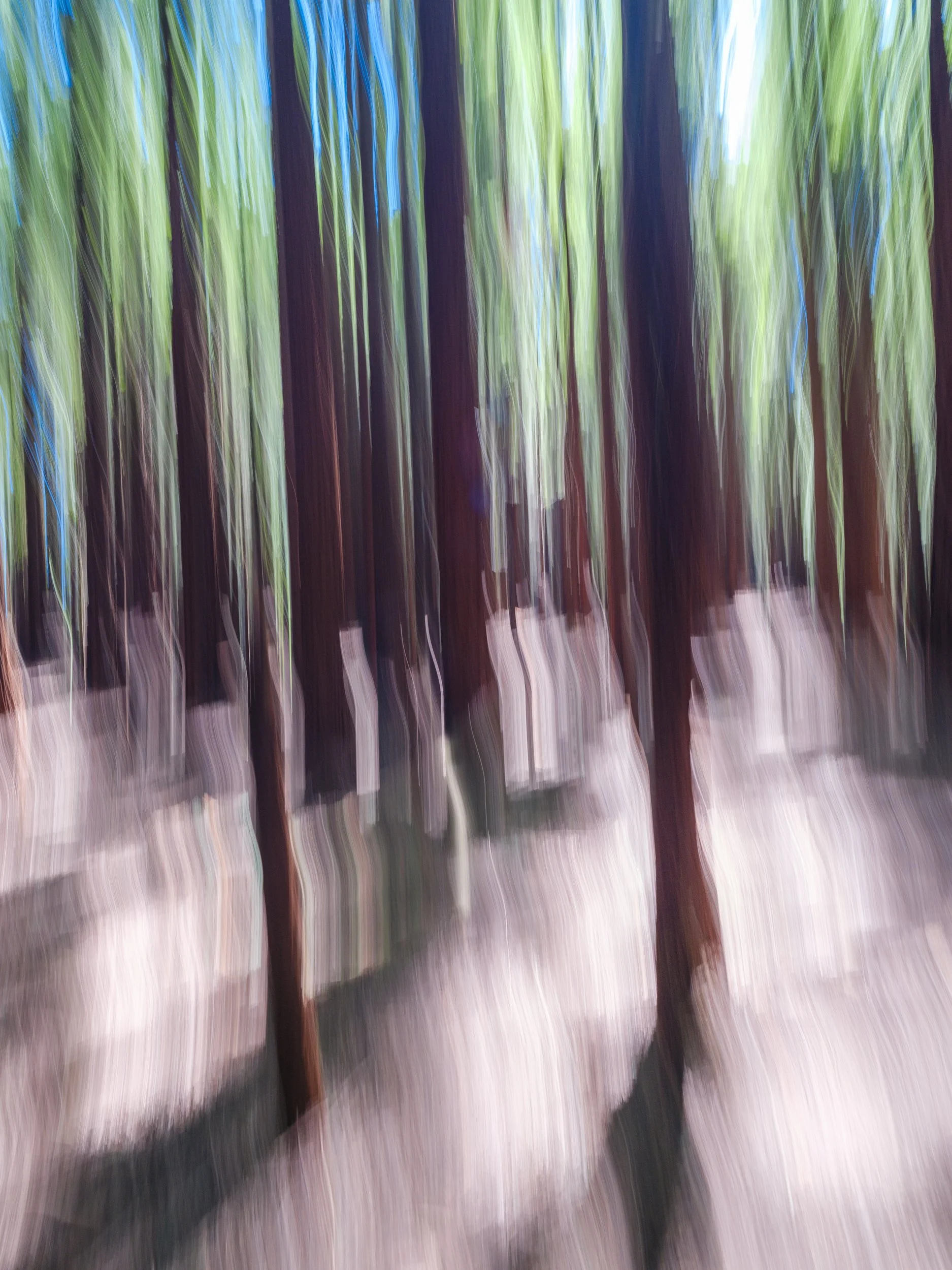 Redwood Forest 3