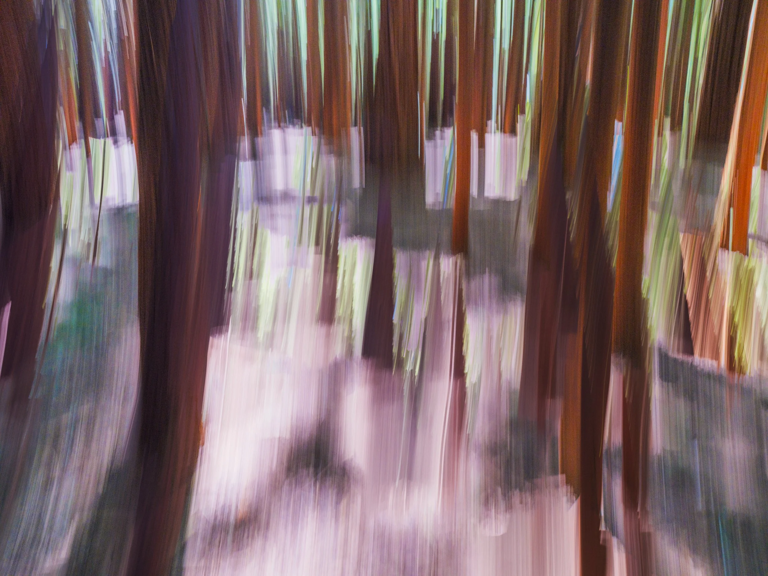 Redwood Forest 4