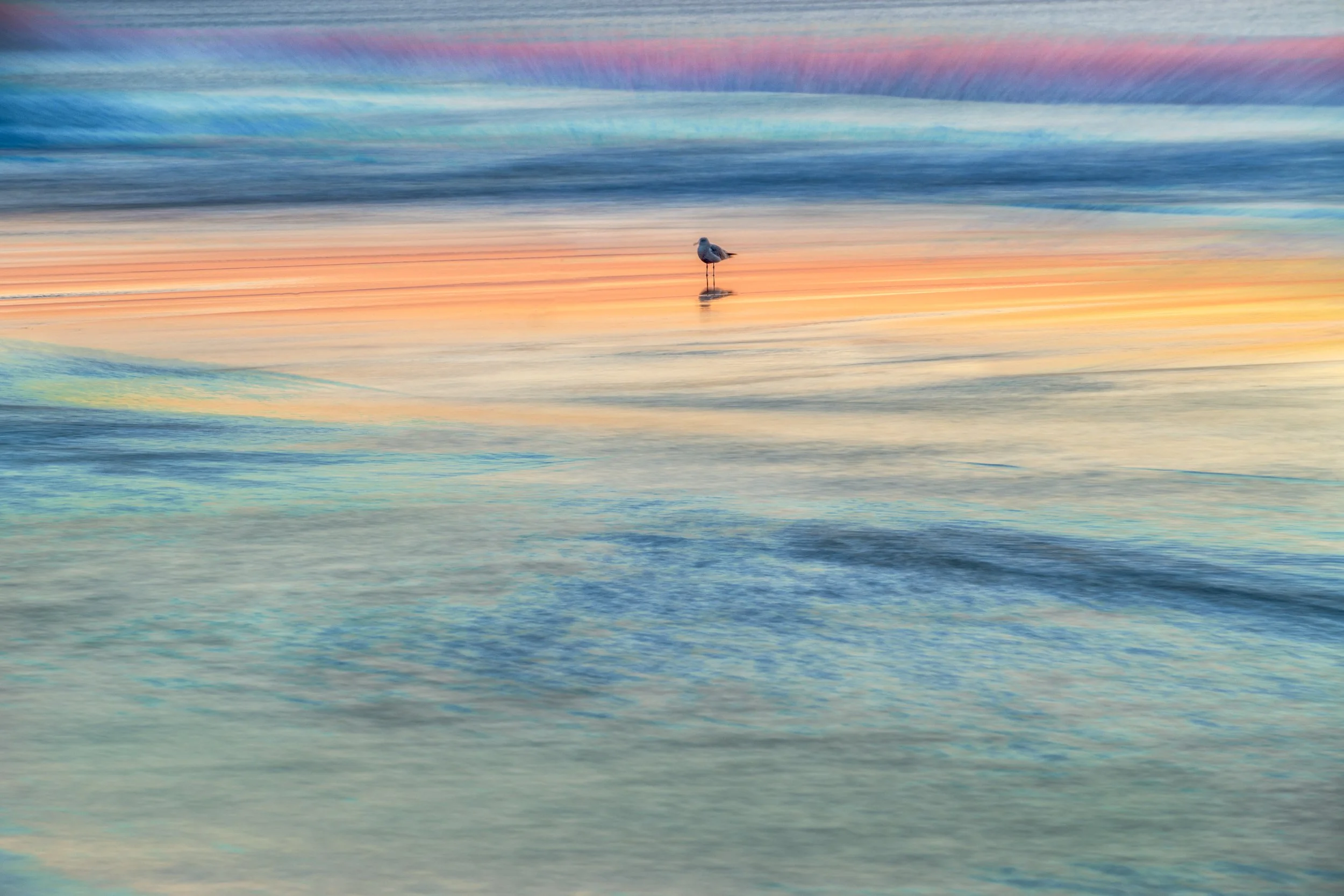 Lonely Gull