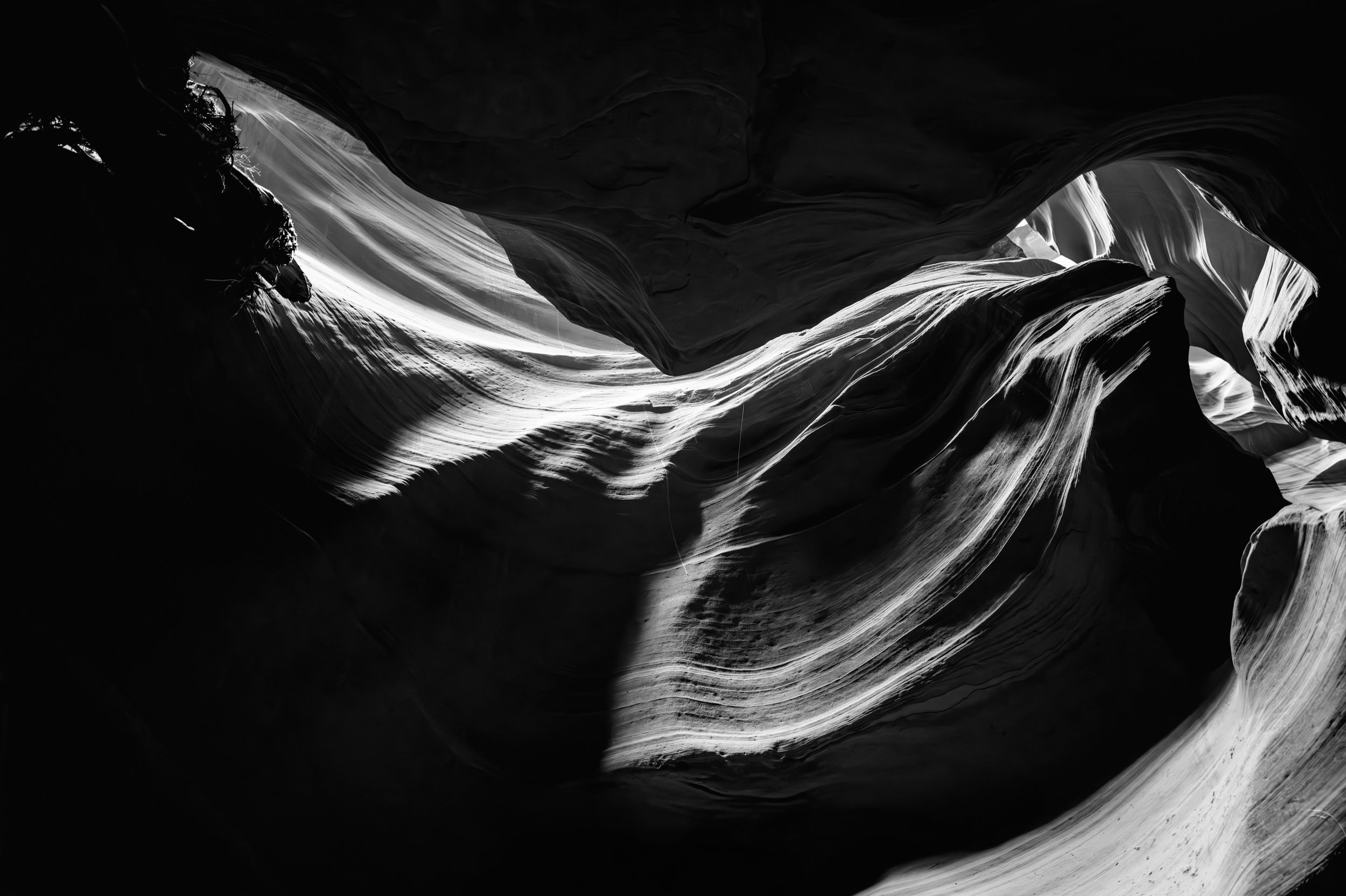 Canyon Flower 1