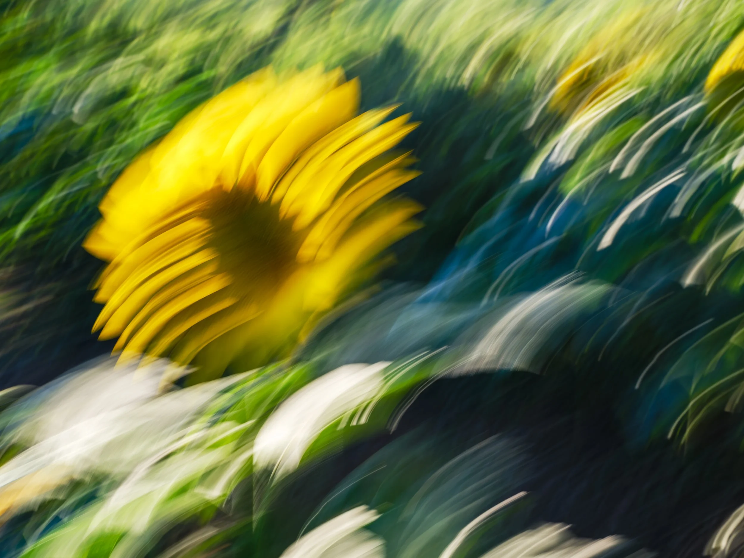 Dancing Sunflower 2