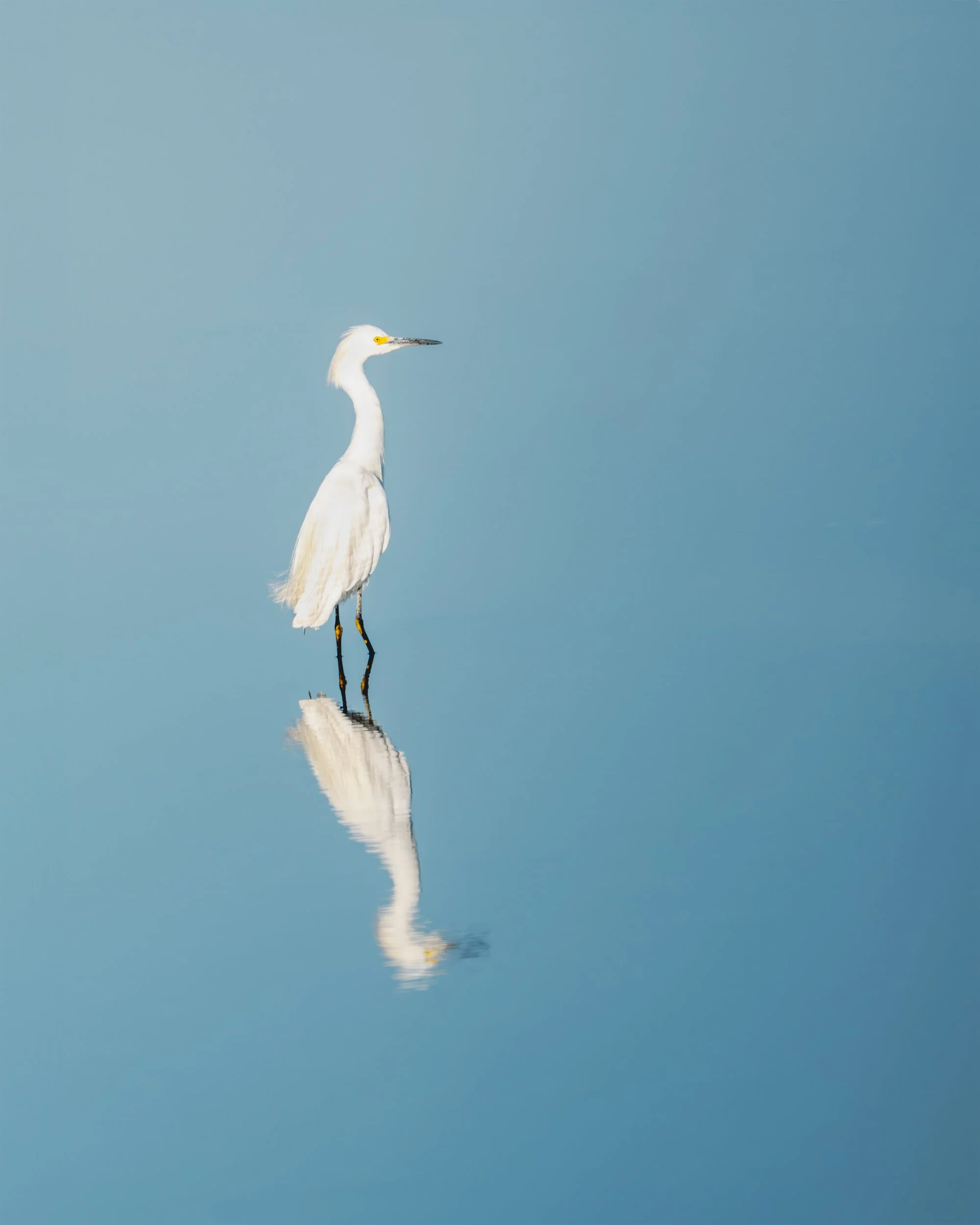 Me and My Reflection