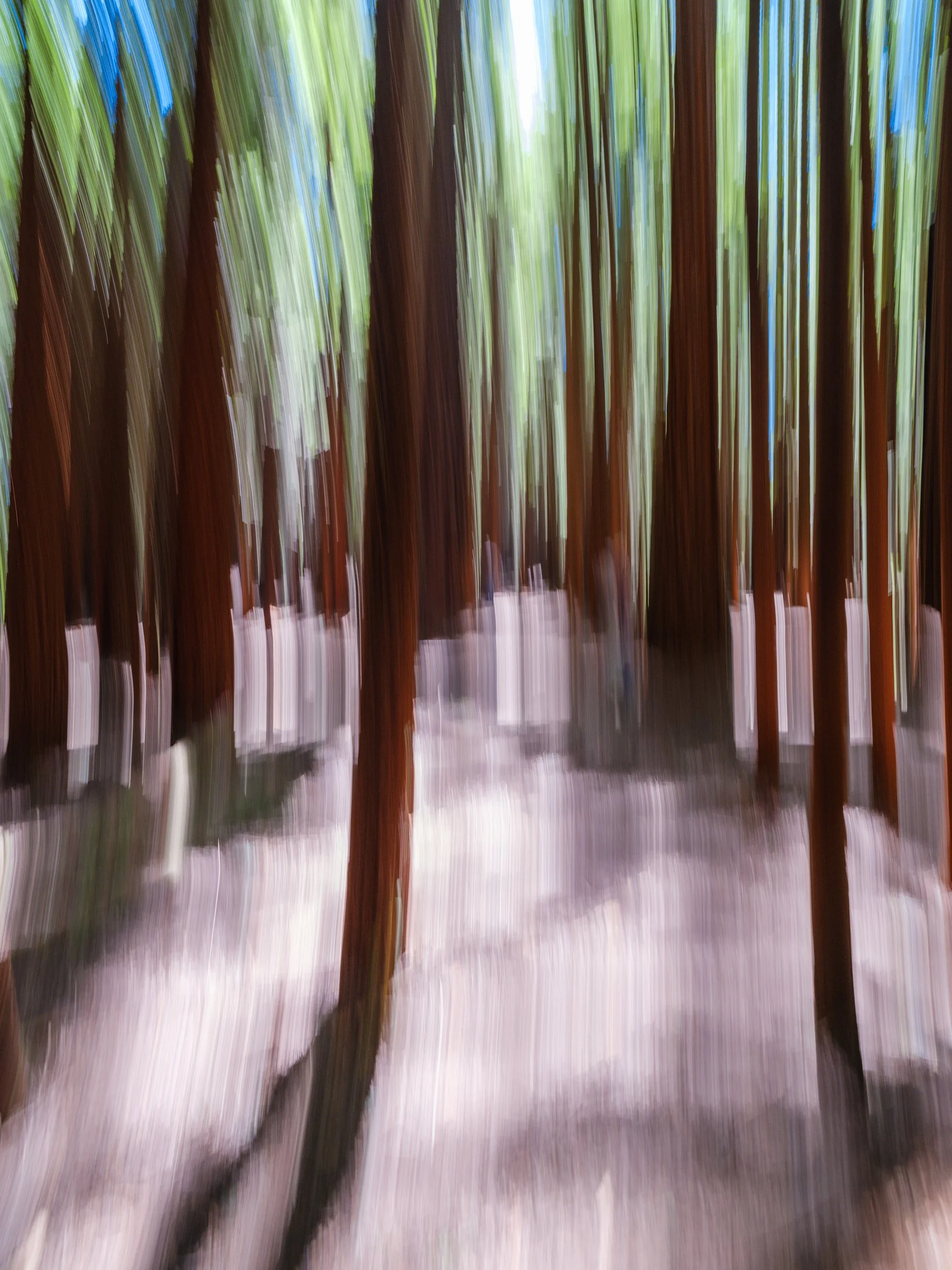 Redwood Forest 1
