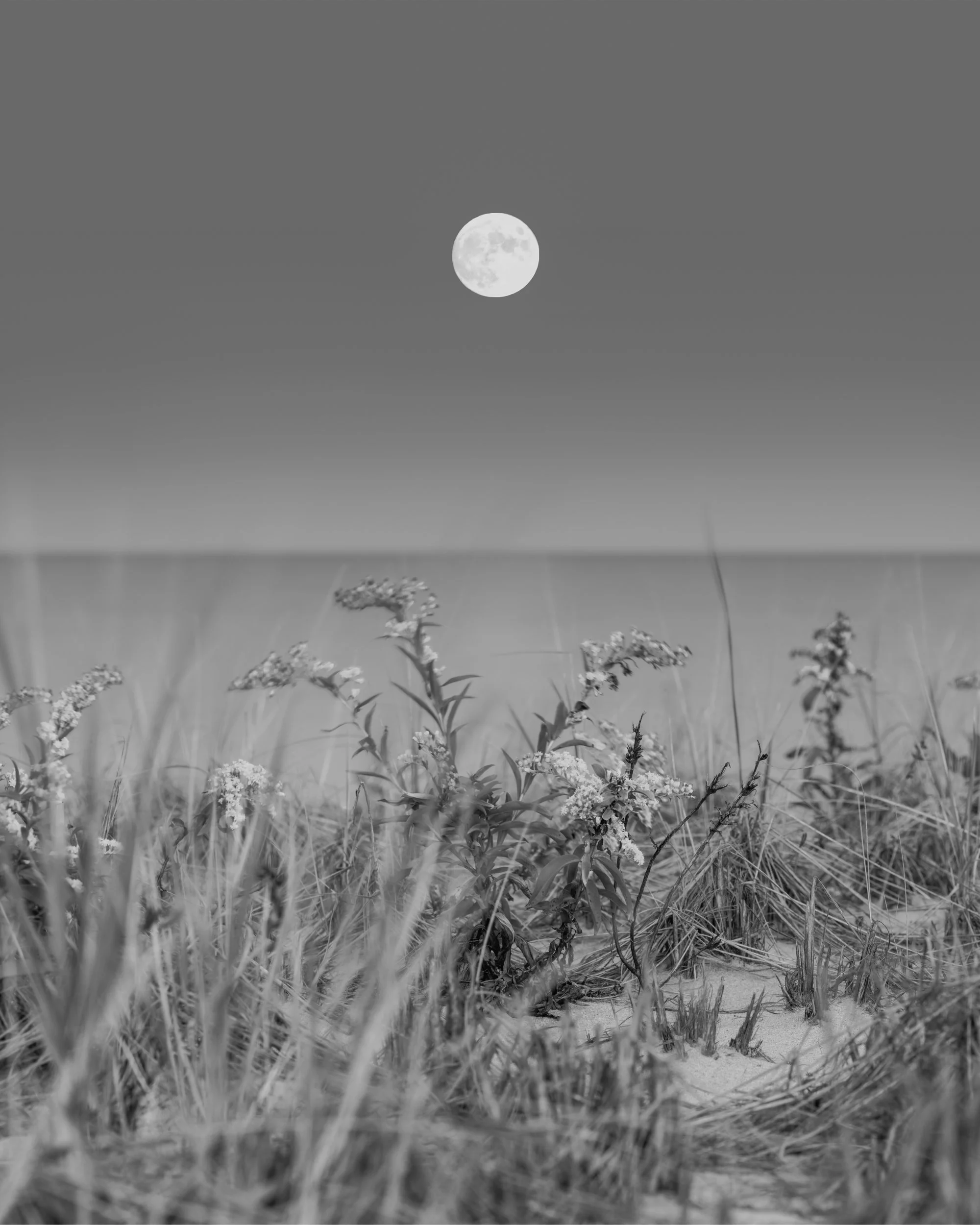 Hunter's Moon Monochrome