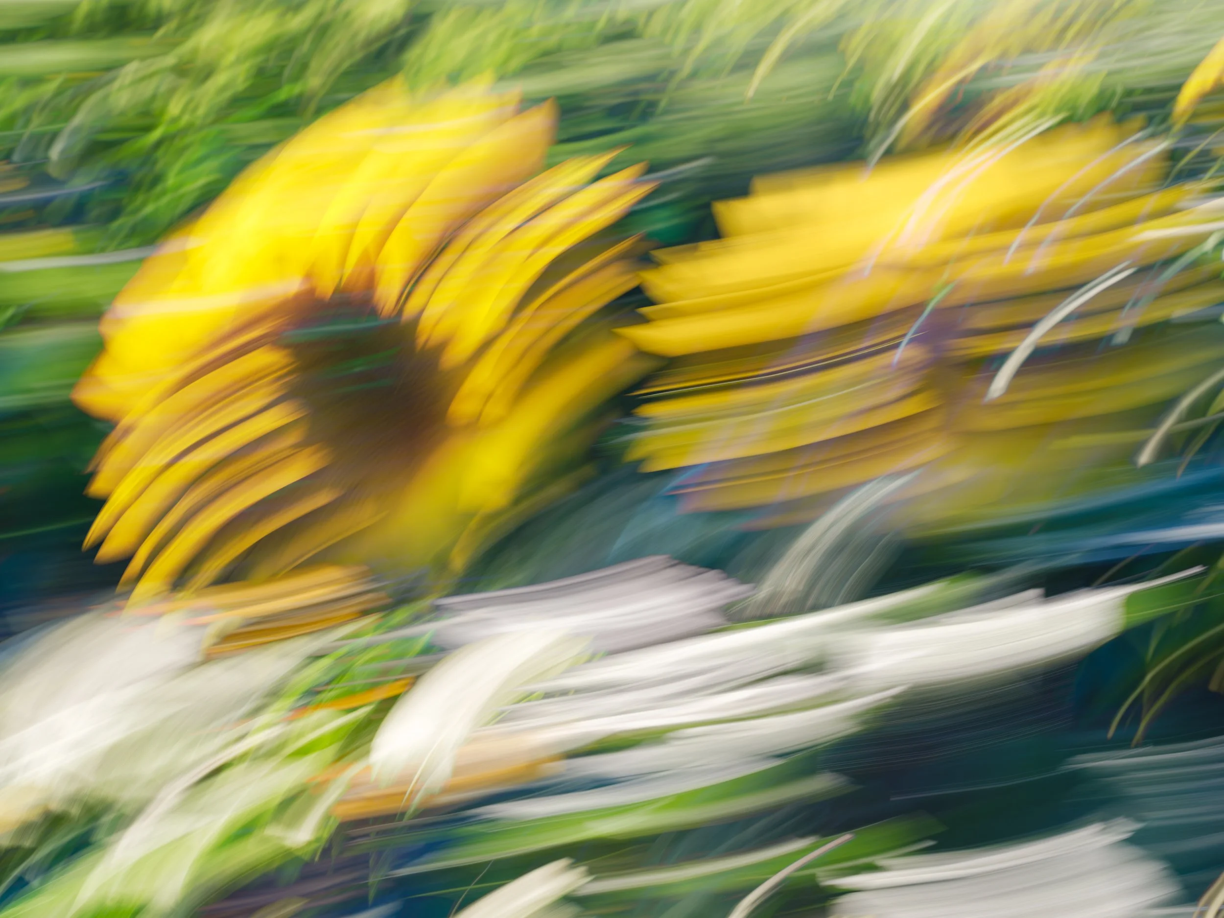 Dancing Sunflower 1