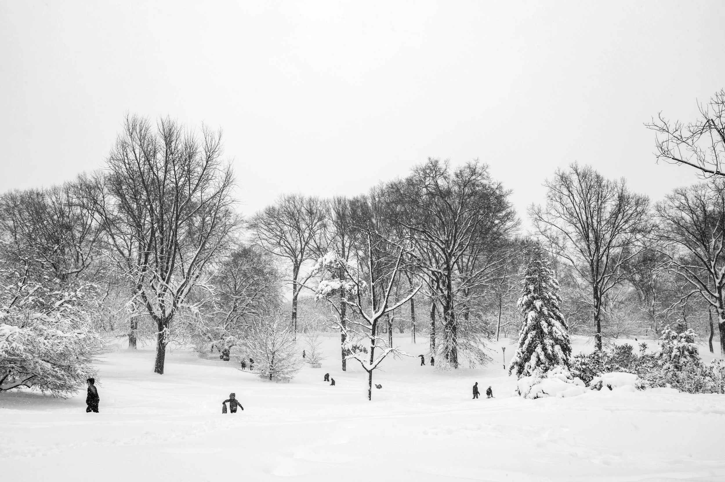 Snow Day, Central Park