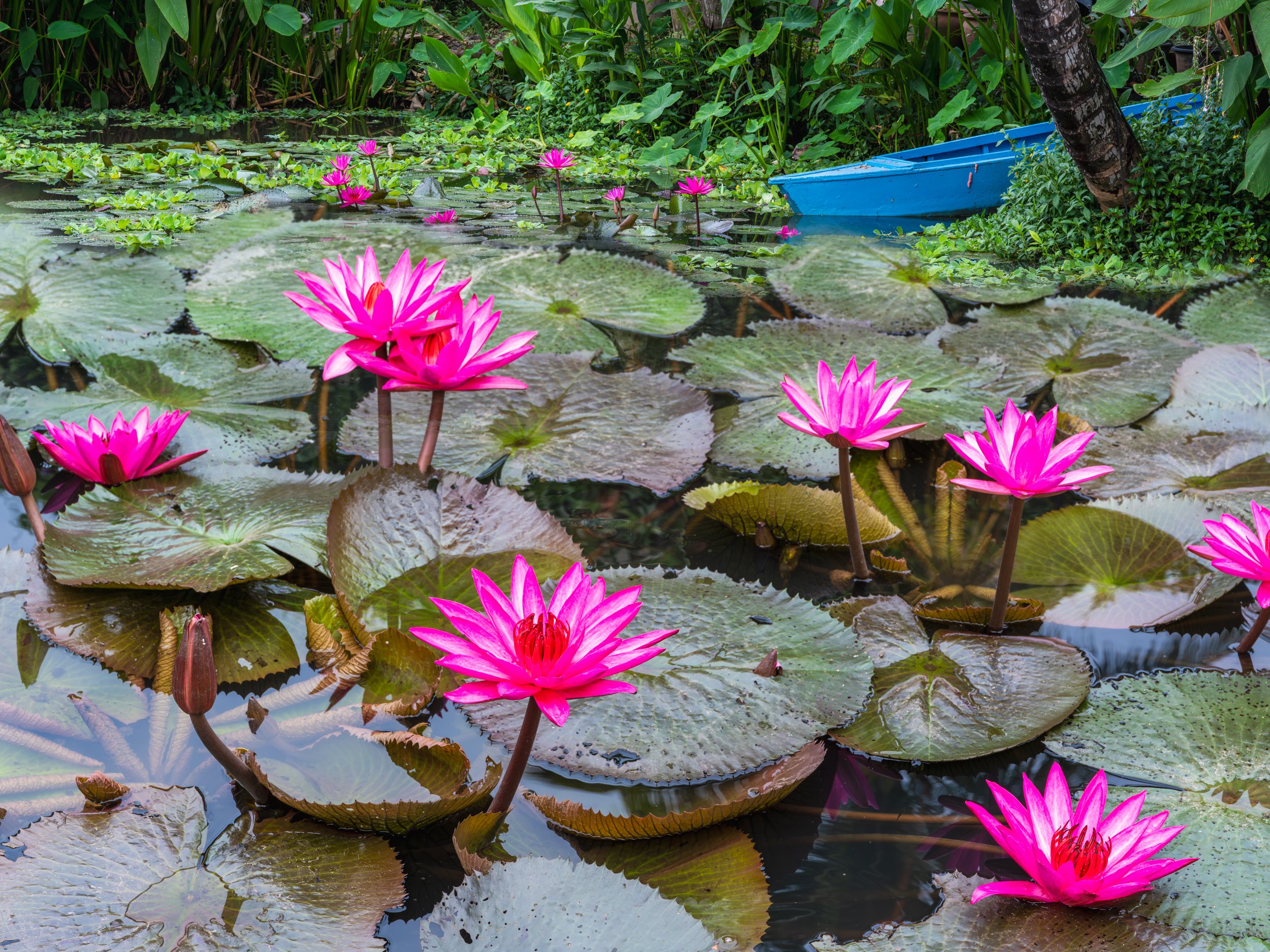 Lily Pond, Luang Prabang, Laos