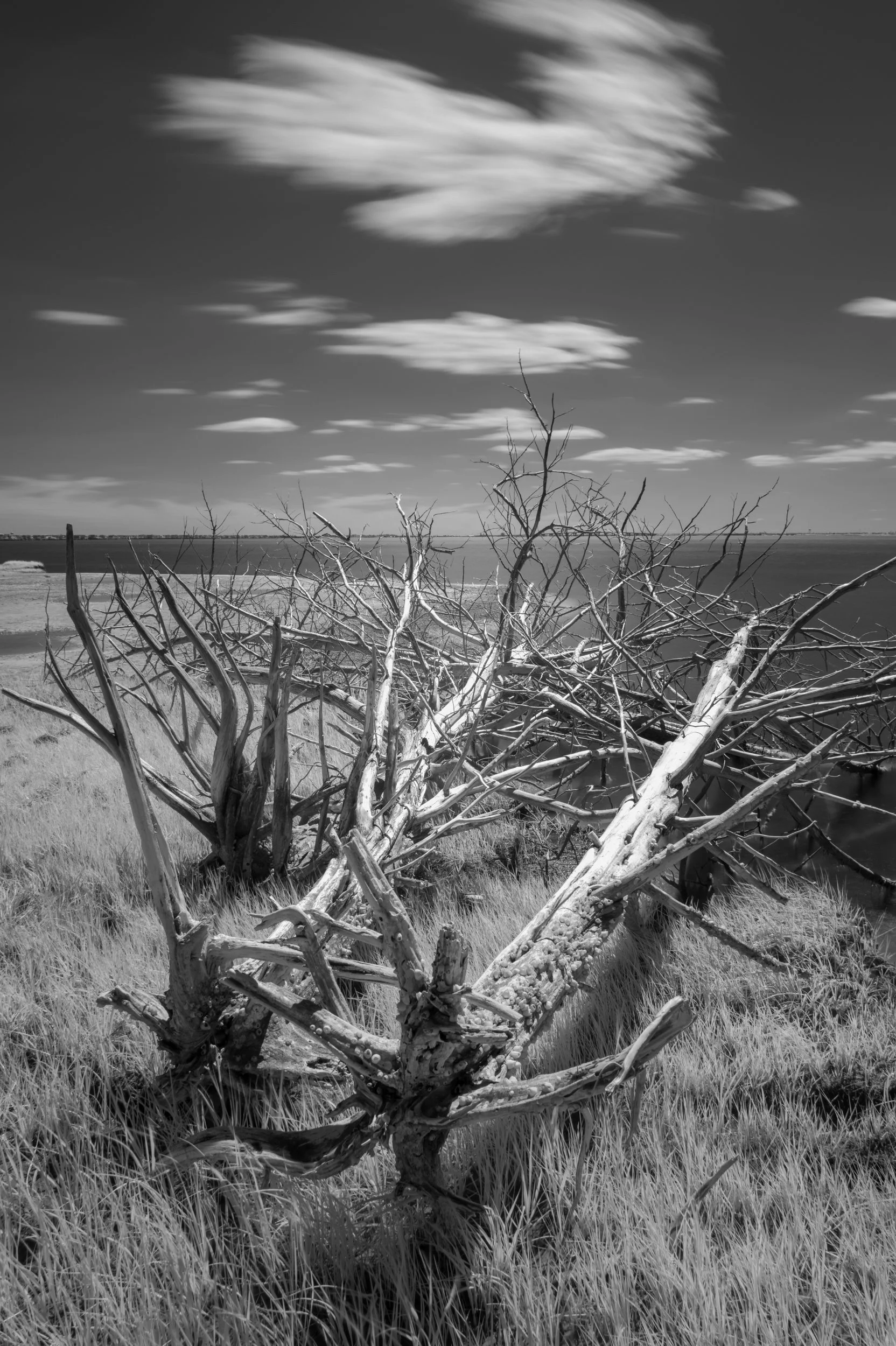Driftwood