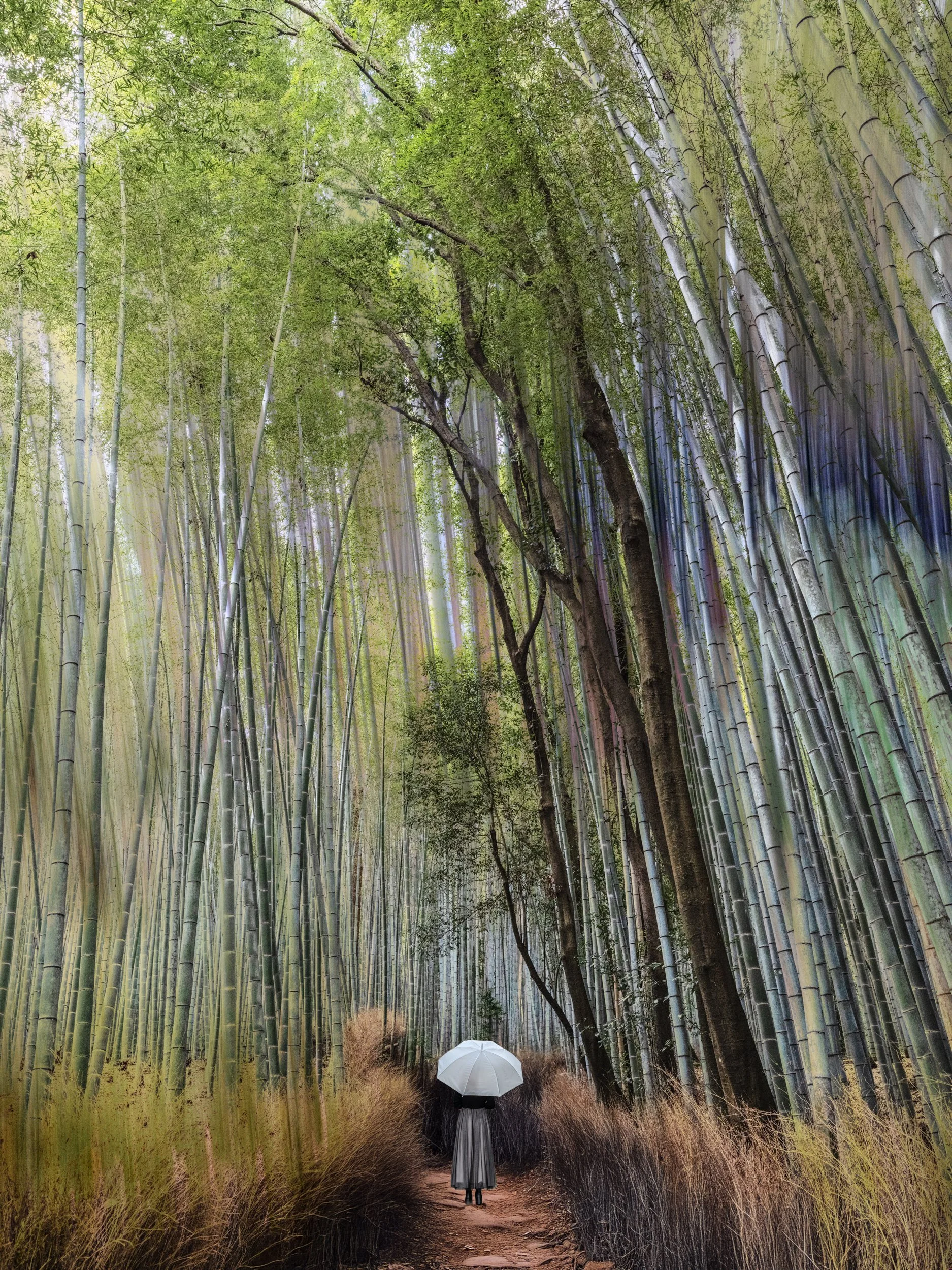 Arashiyama Bamboo Grove, Kyoto, Japan