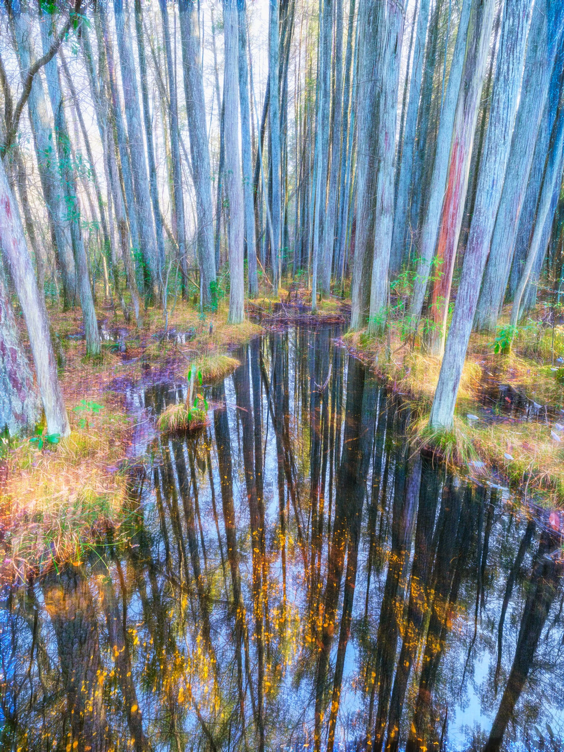 Pinelands Reflection