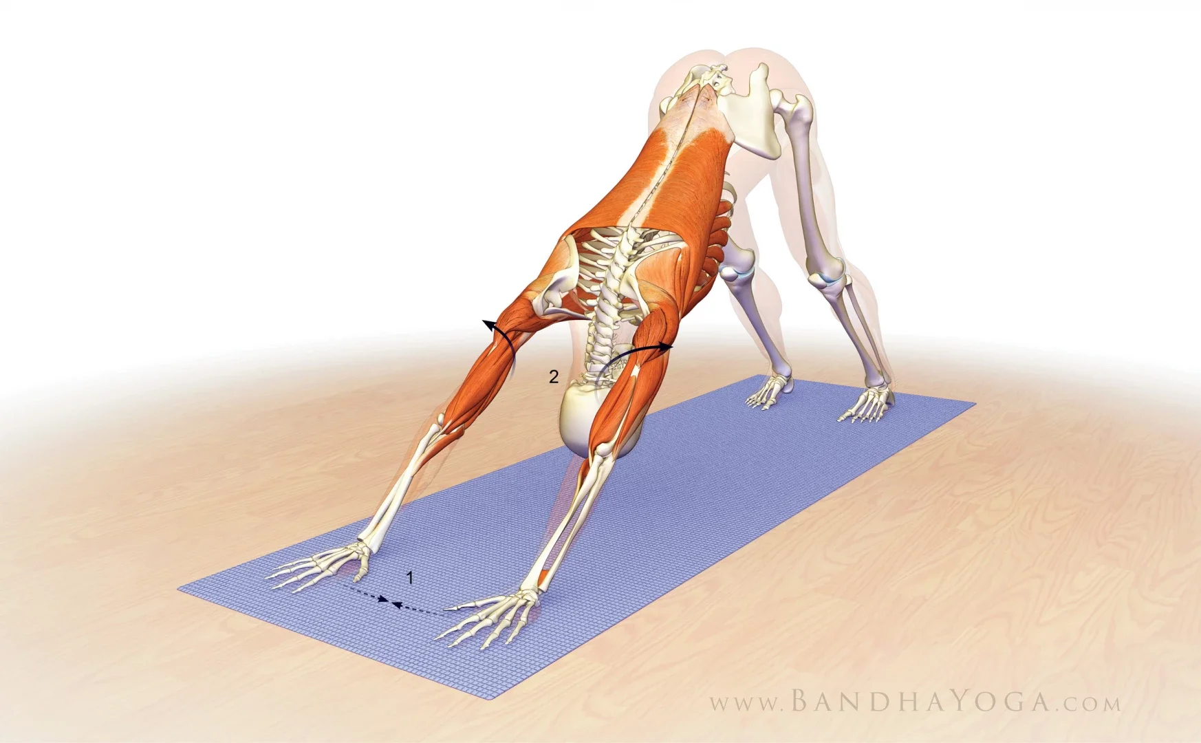 An animated illustration of a dog practicing a yoga pose on a blue yoga mat, with visible muscles, skeleton, and internal organs.