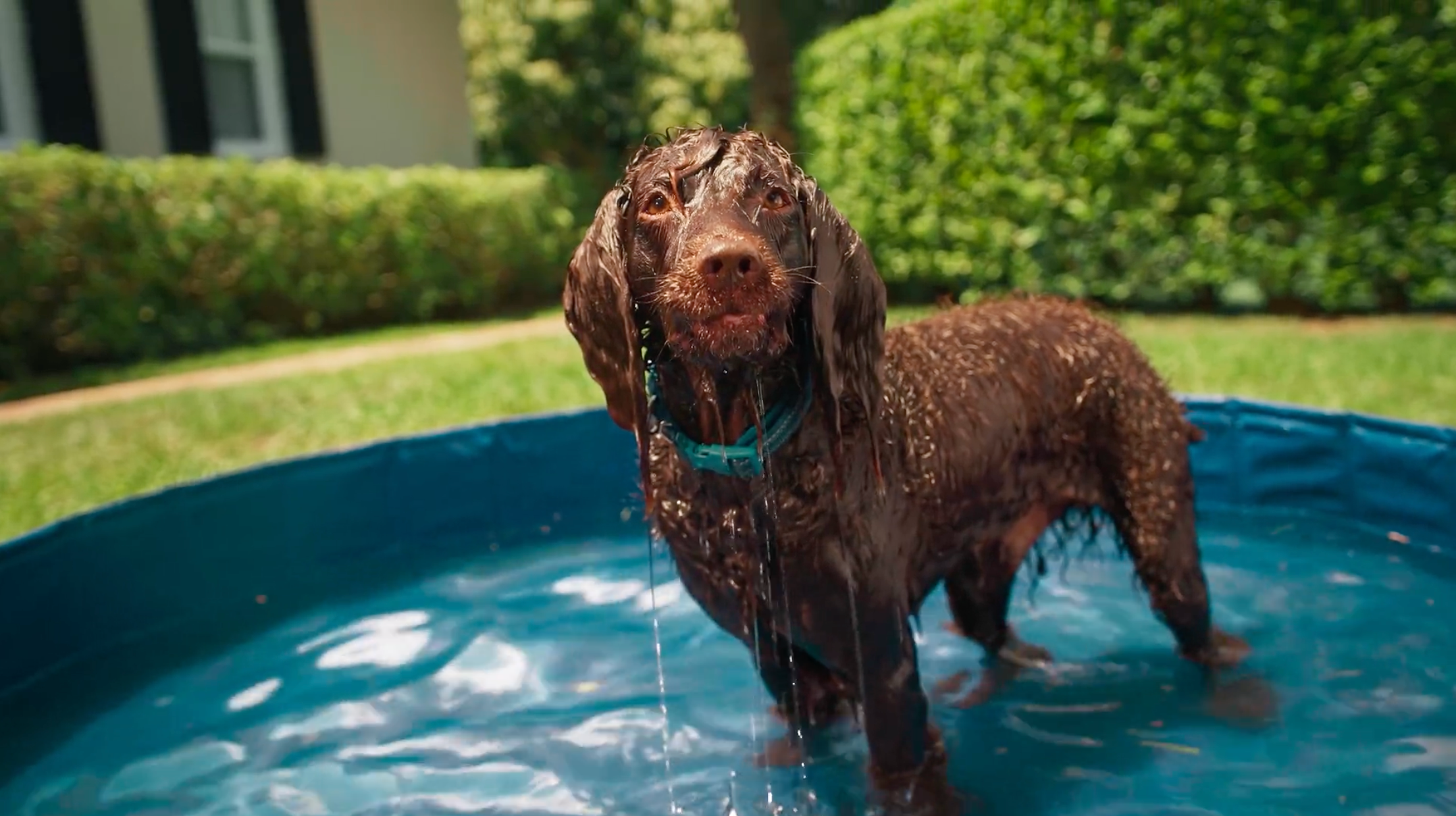 Flea and Tick Summer