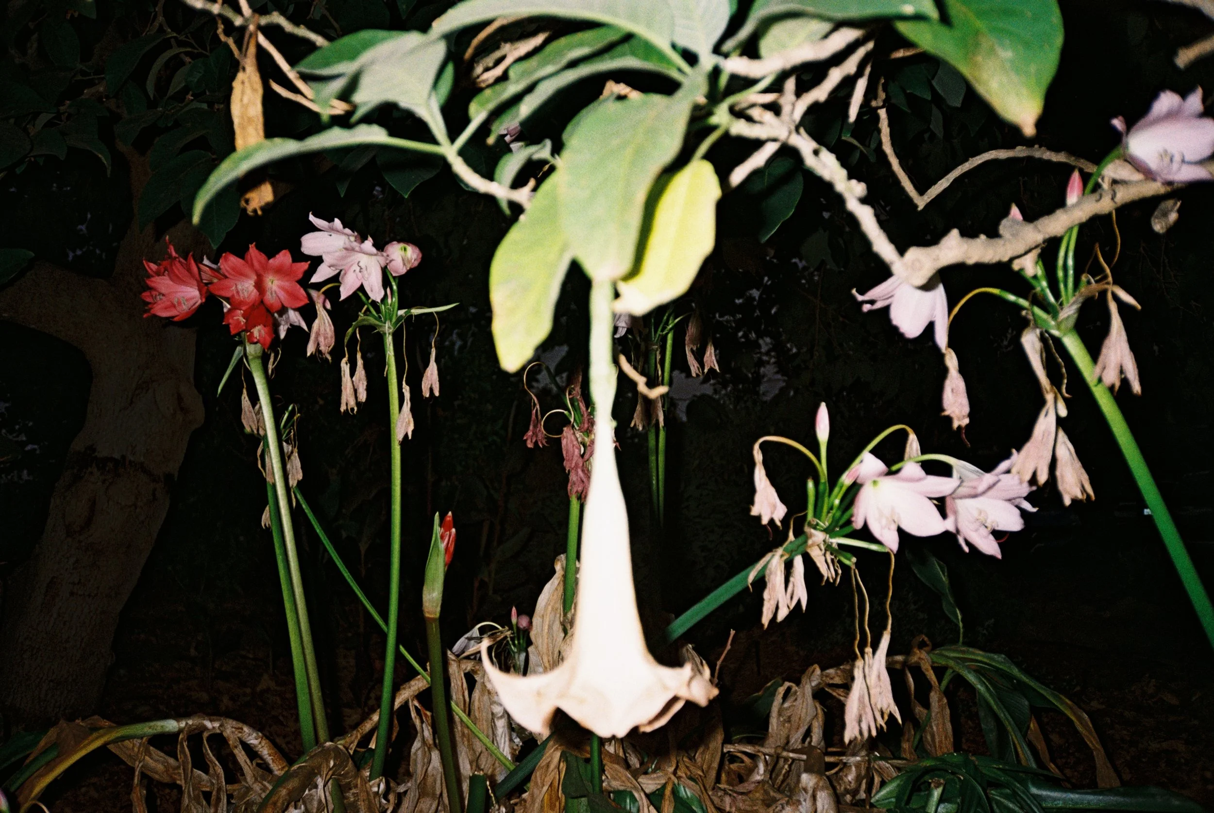 Nighttime garden scene with various flowering plants, including pink and red blossoms, surrounded by green foliage and dark soil.