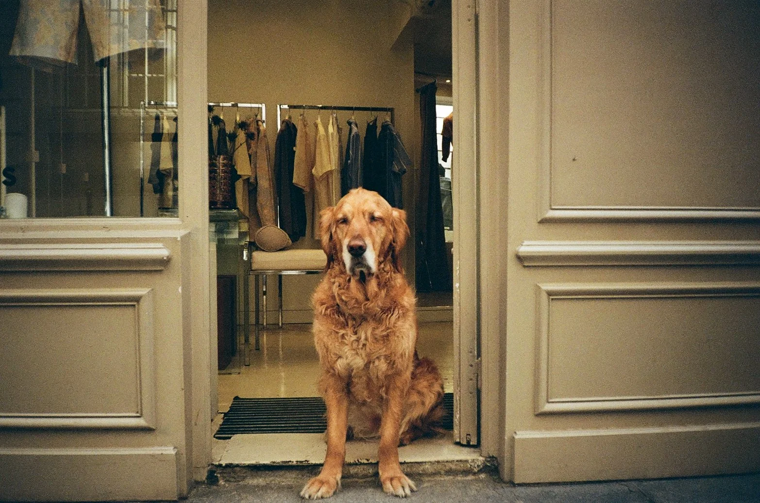 A golden retriever sitting at a doorway, with a clothing rack and a bench visible in the background.