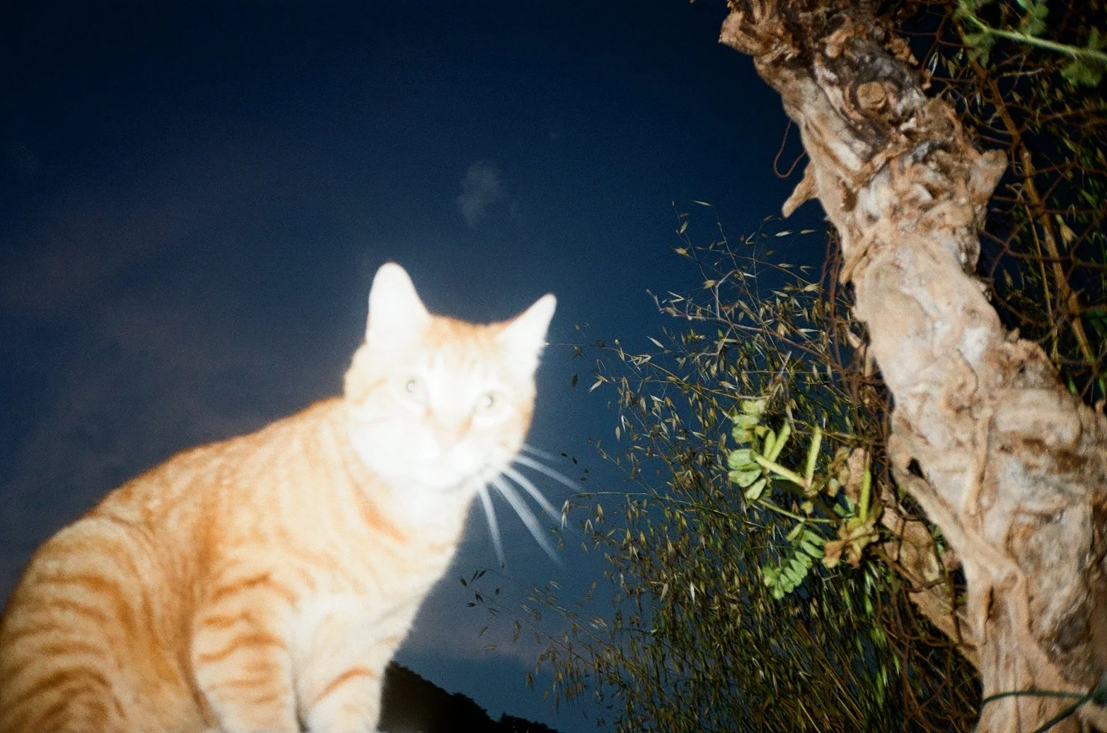 A ginger cat standing outdoors at night near a tree with leaves and branches, with a dark night sky in the background.