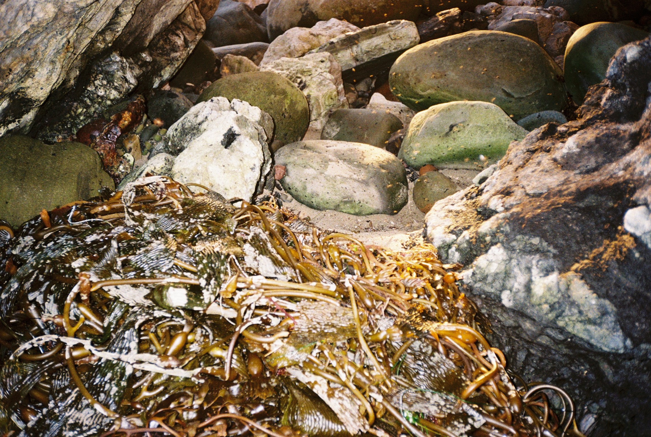 A close-up of wet rocks and seaweed at a rocky beach.