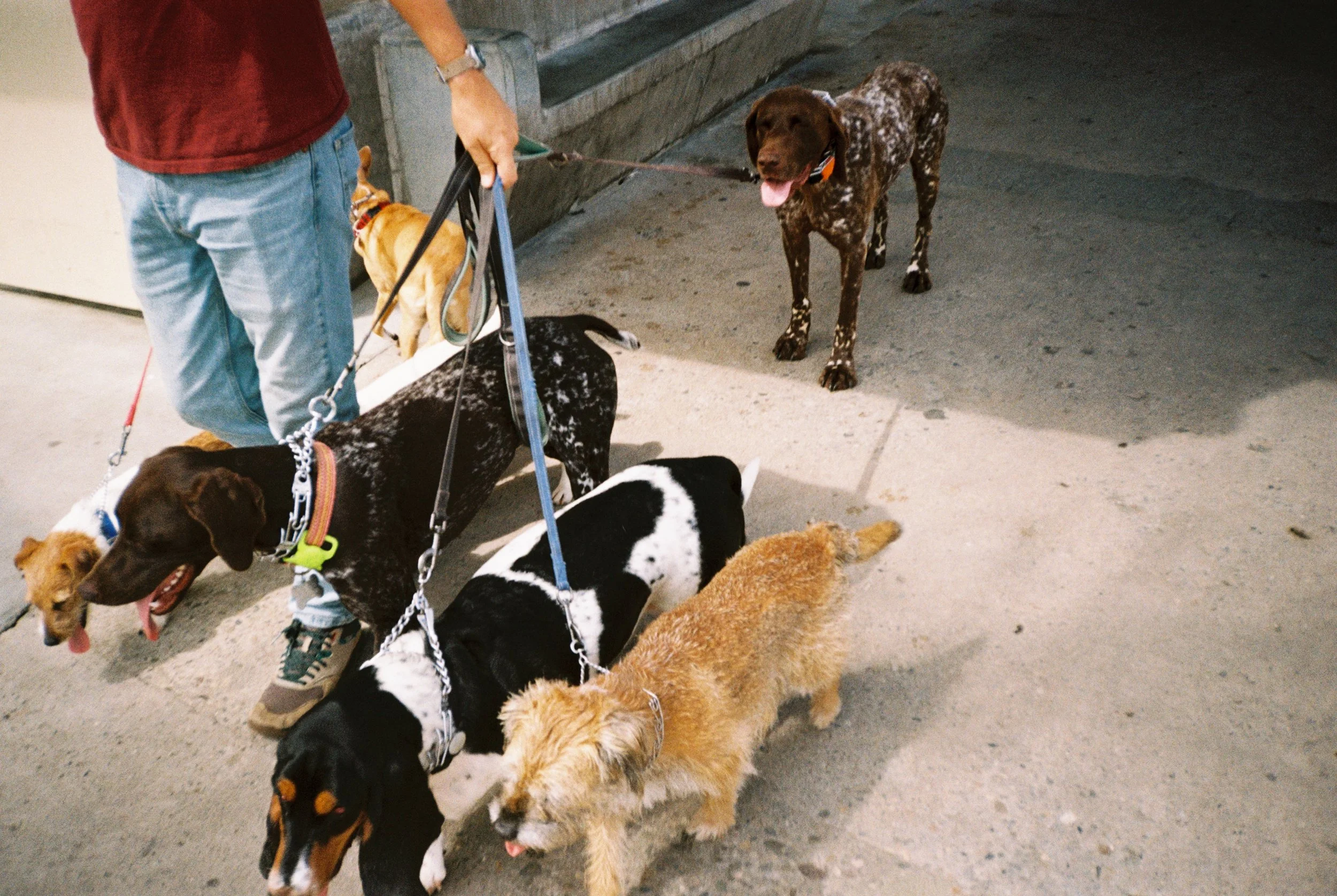 Person walking multiple dogs on leashes in an indoor or covered area with concrete flooring.