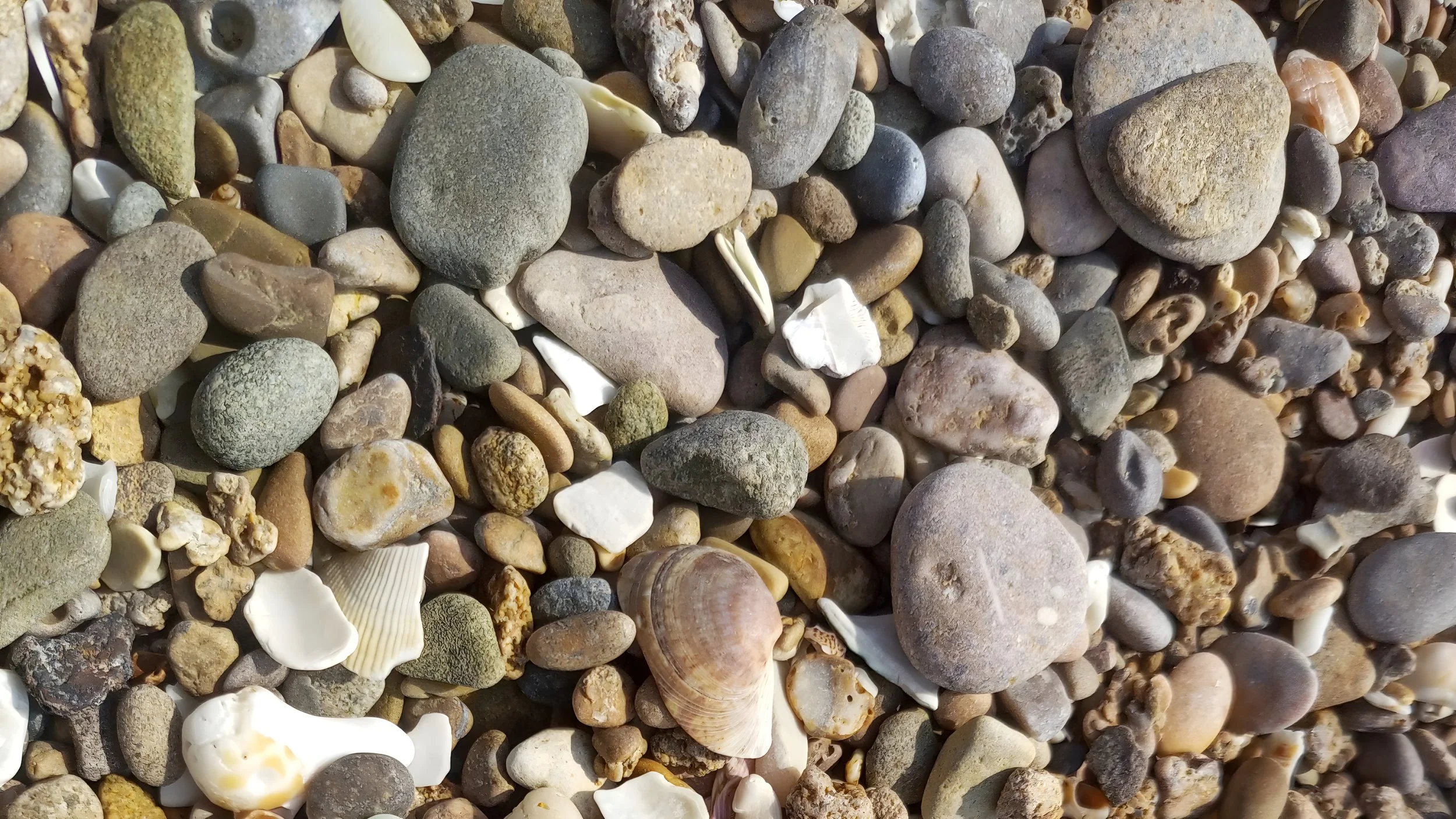 A close-up view of a variety of rocks and seashells on the beach.