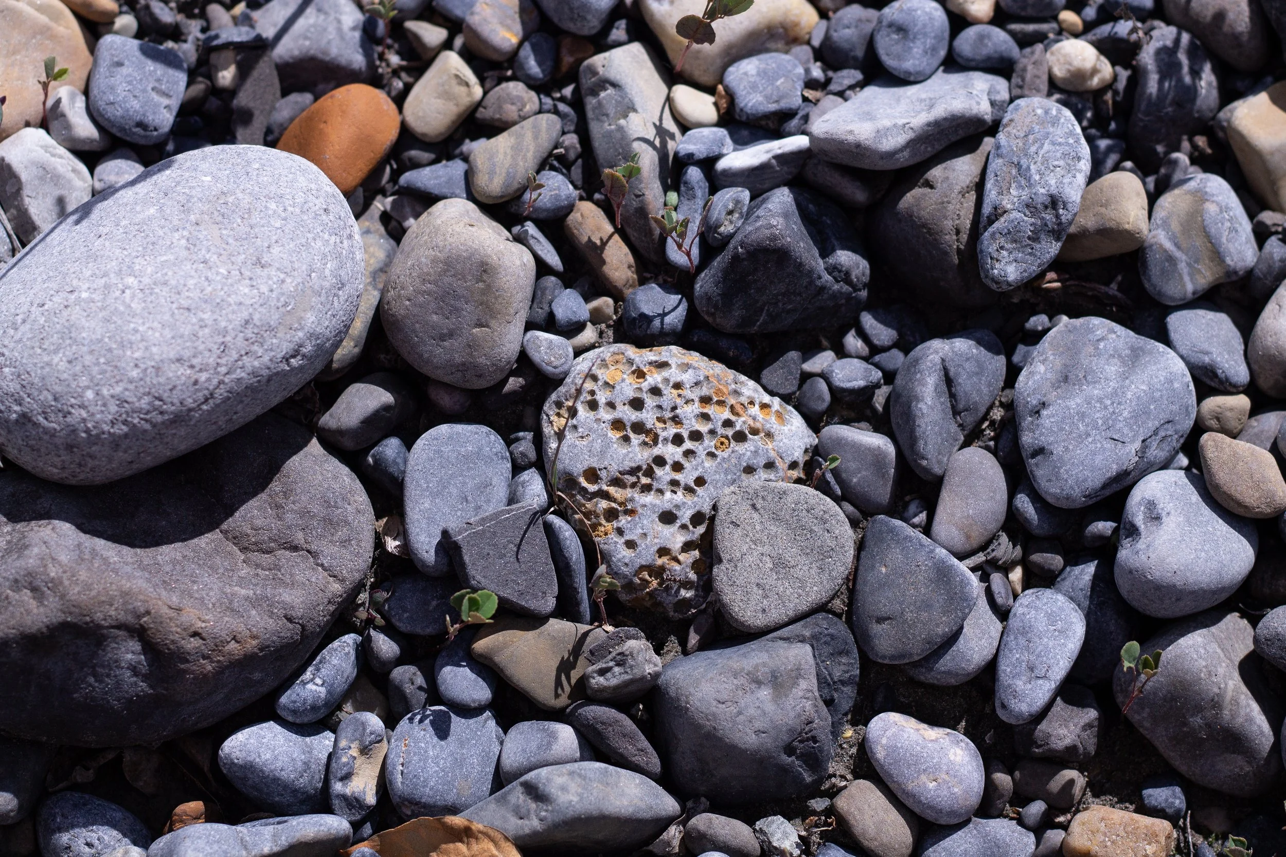 Close-up of various small, smooth rocks and pebbles on the ground with some tiny green plants growing between them.