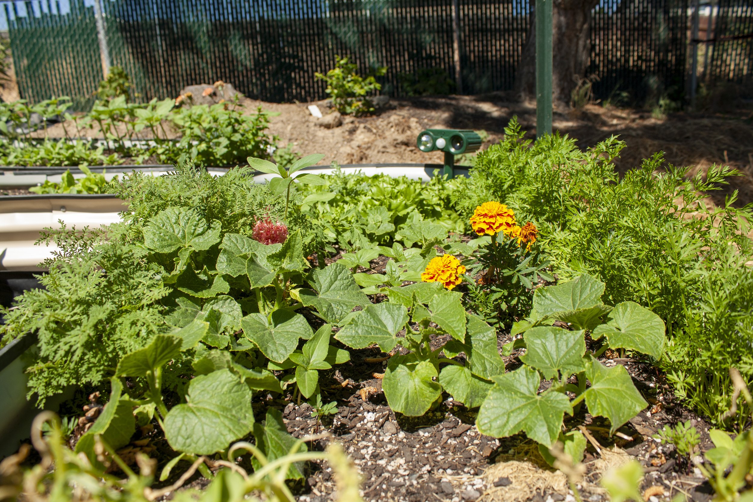 Gardening
