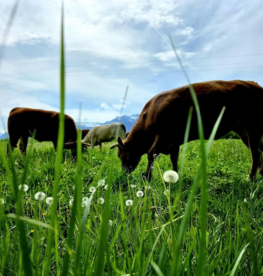 Service 2 : Photo animalière