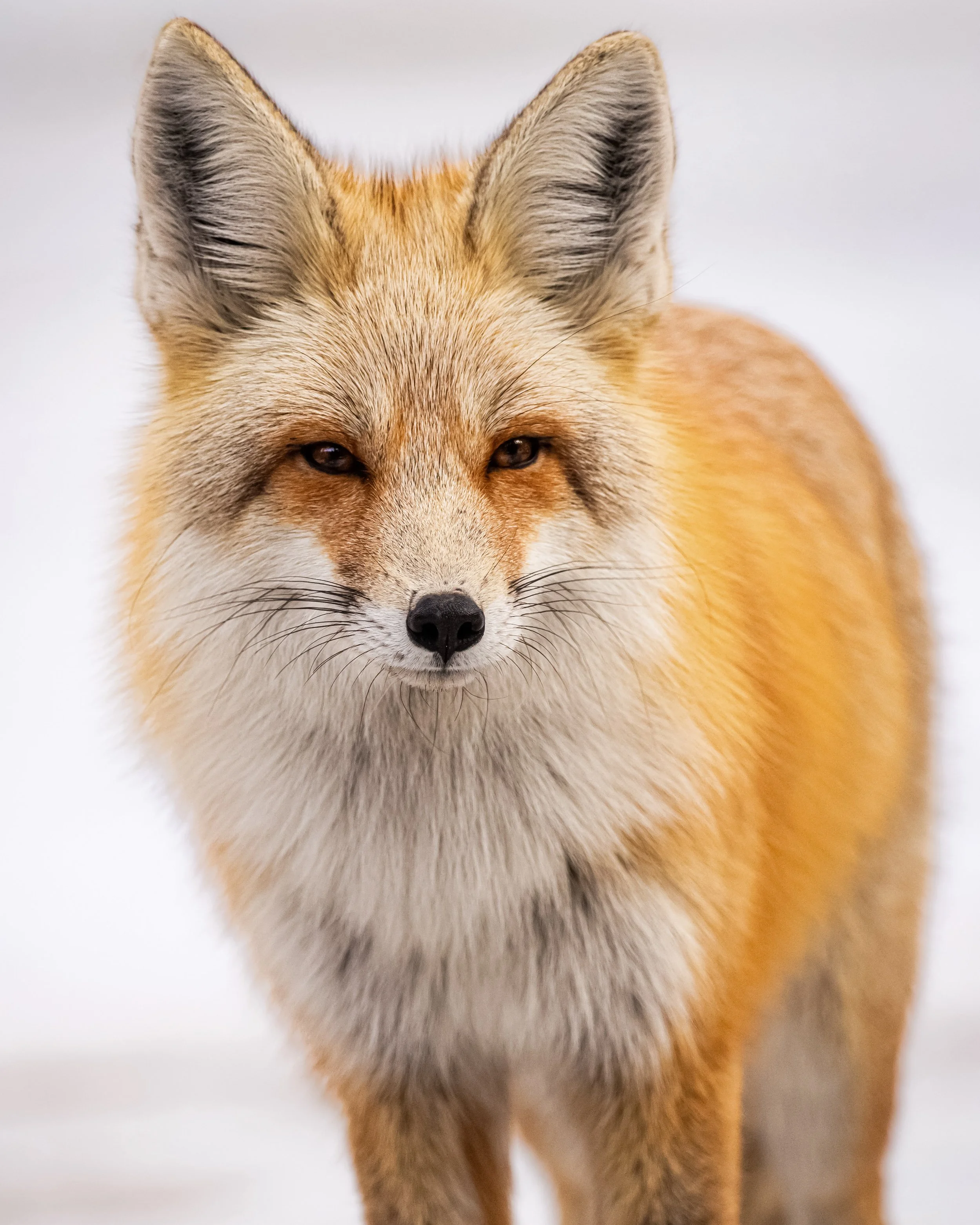 Close-up of a fox's face showing its eyes, ears, and fur against a white background.