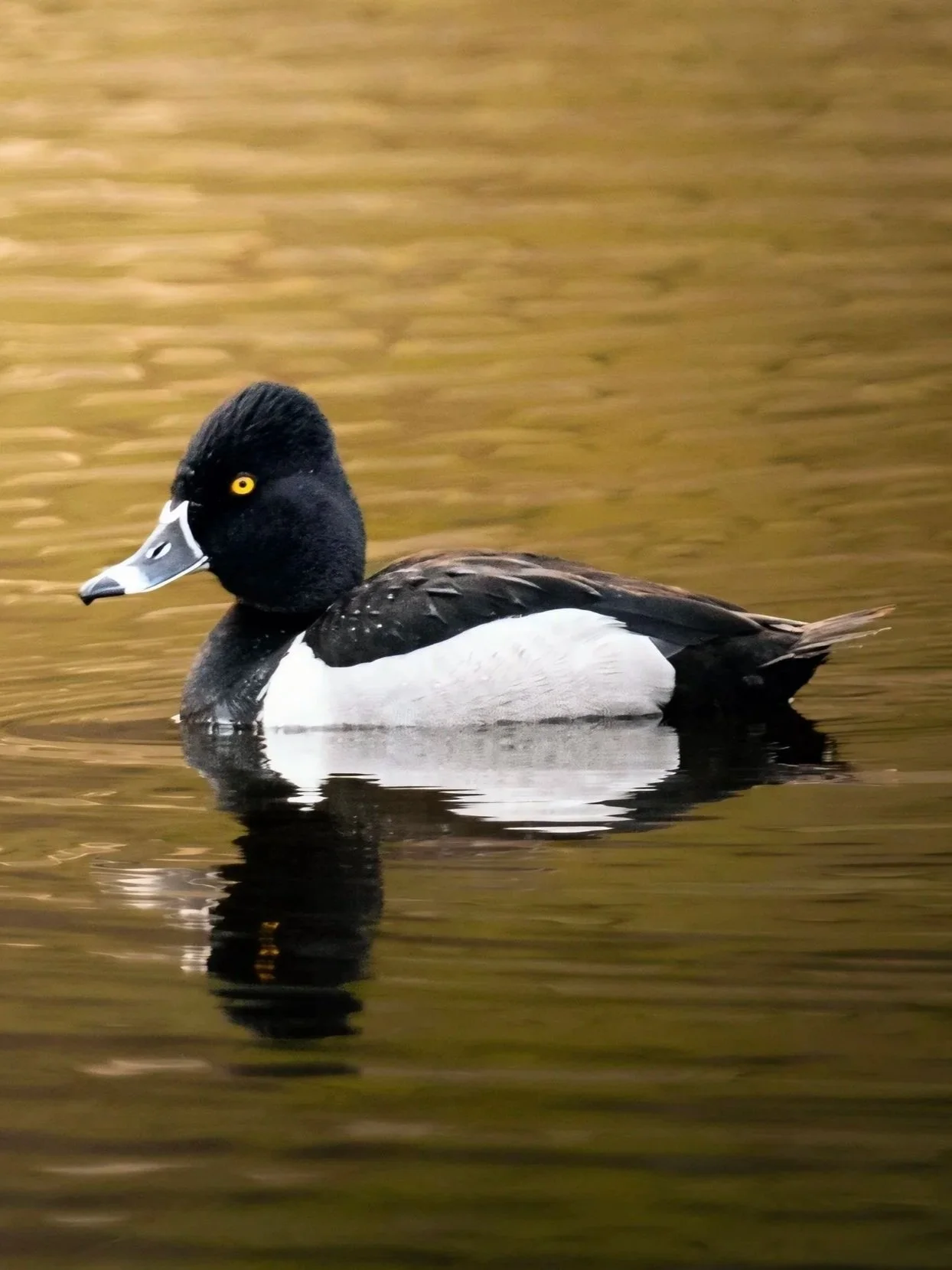 Drifting Ring-necked