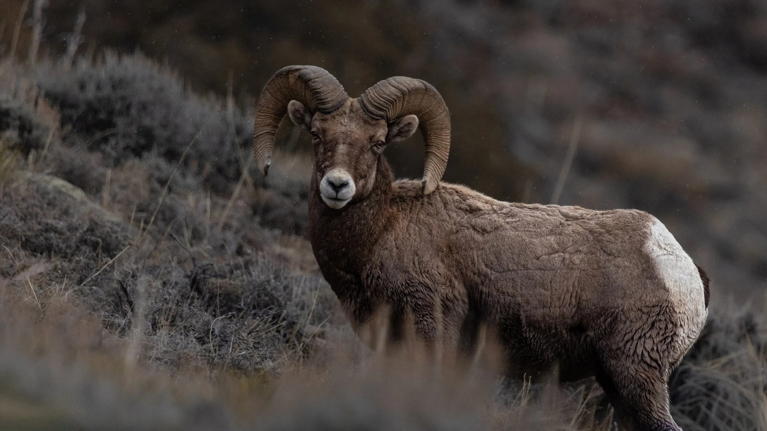 Face of the Ridge