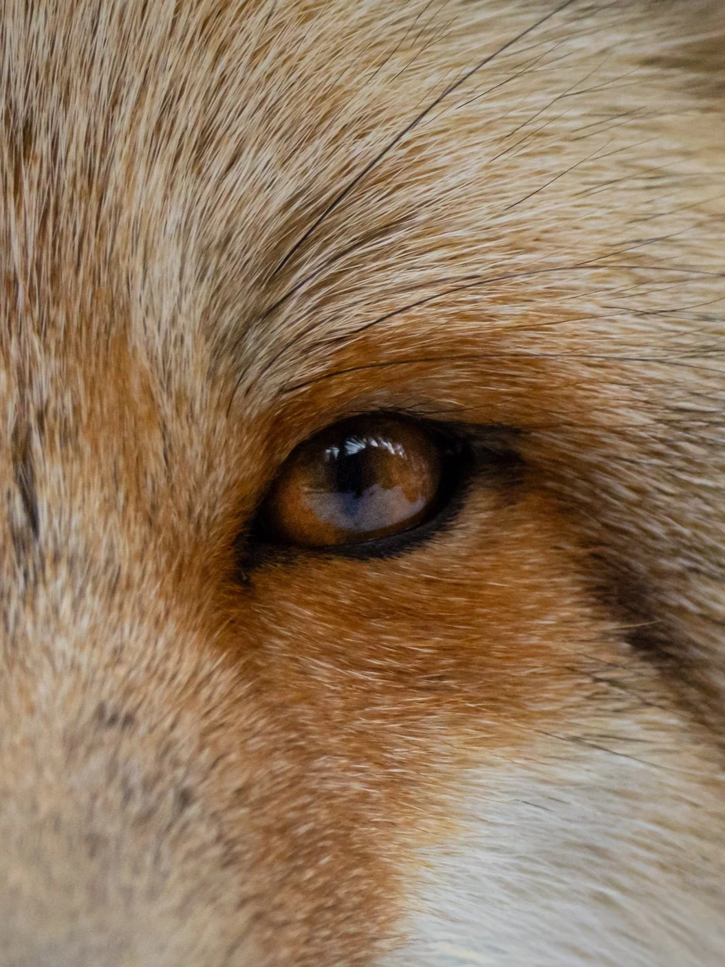Red Stare