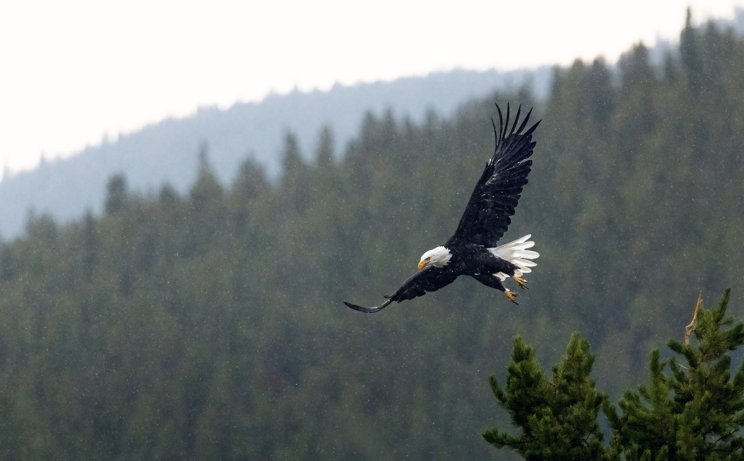 Rain Eagle.jpg