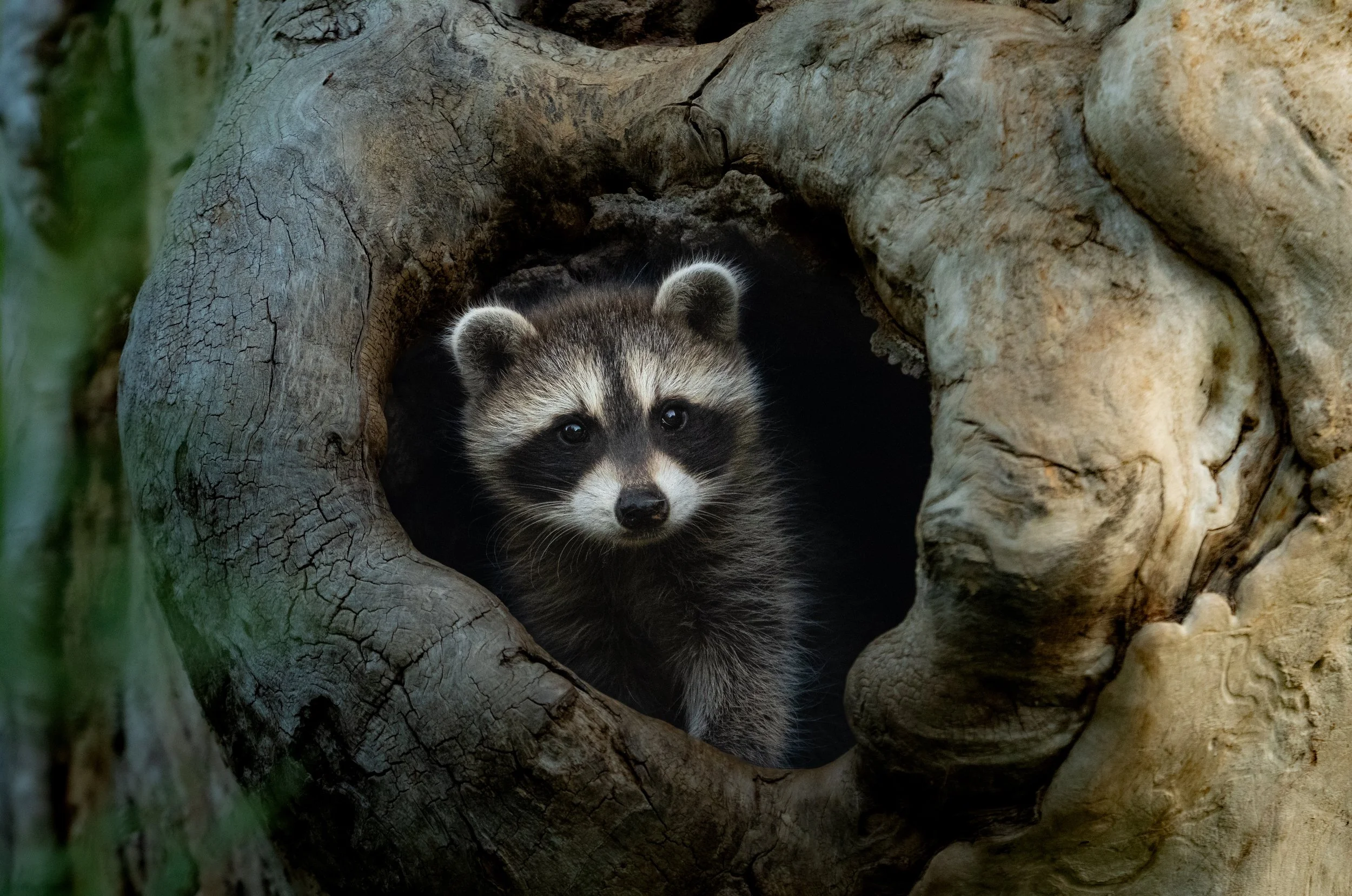 Curious Cavity Peek
