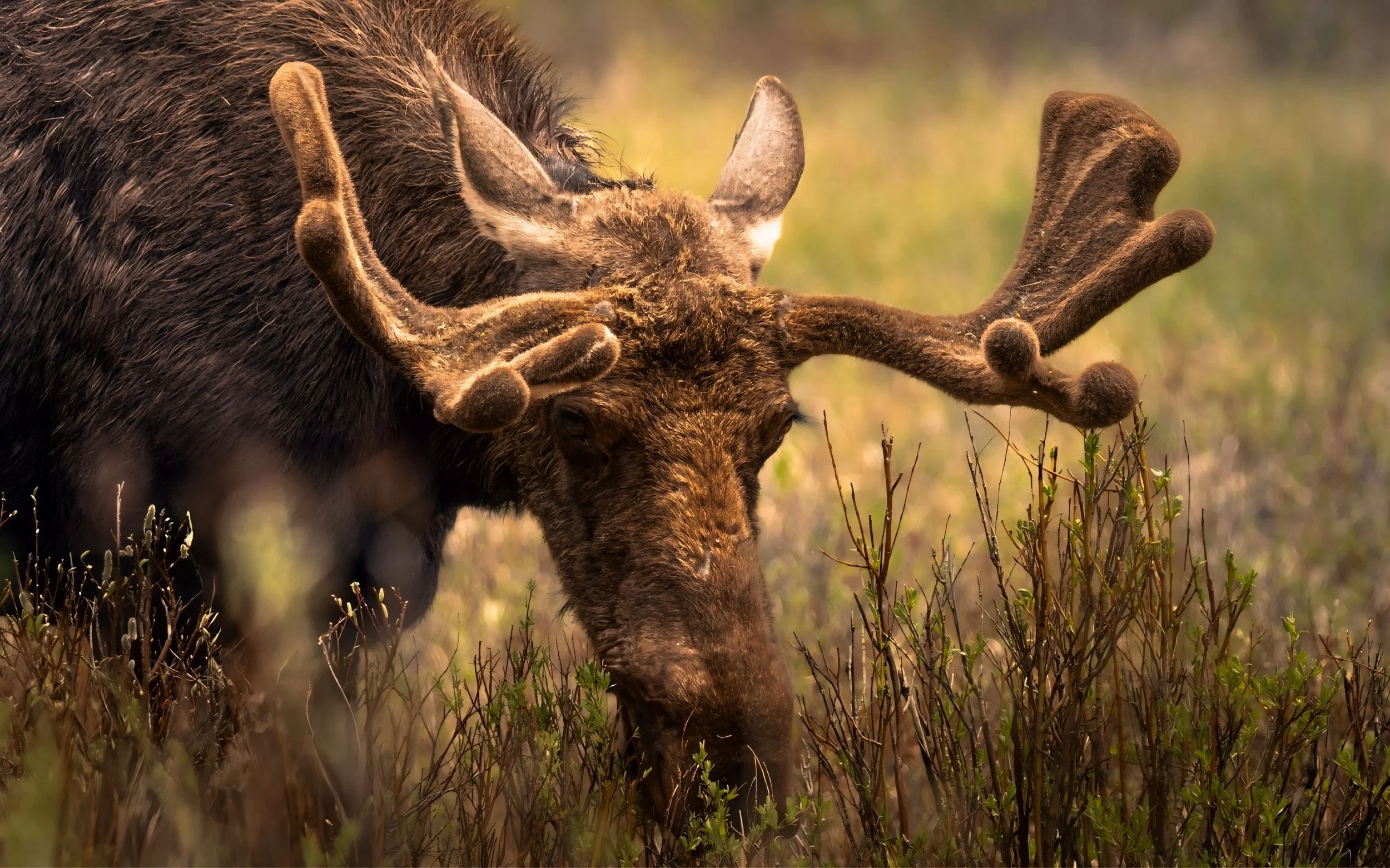 Grazing Giant