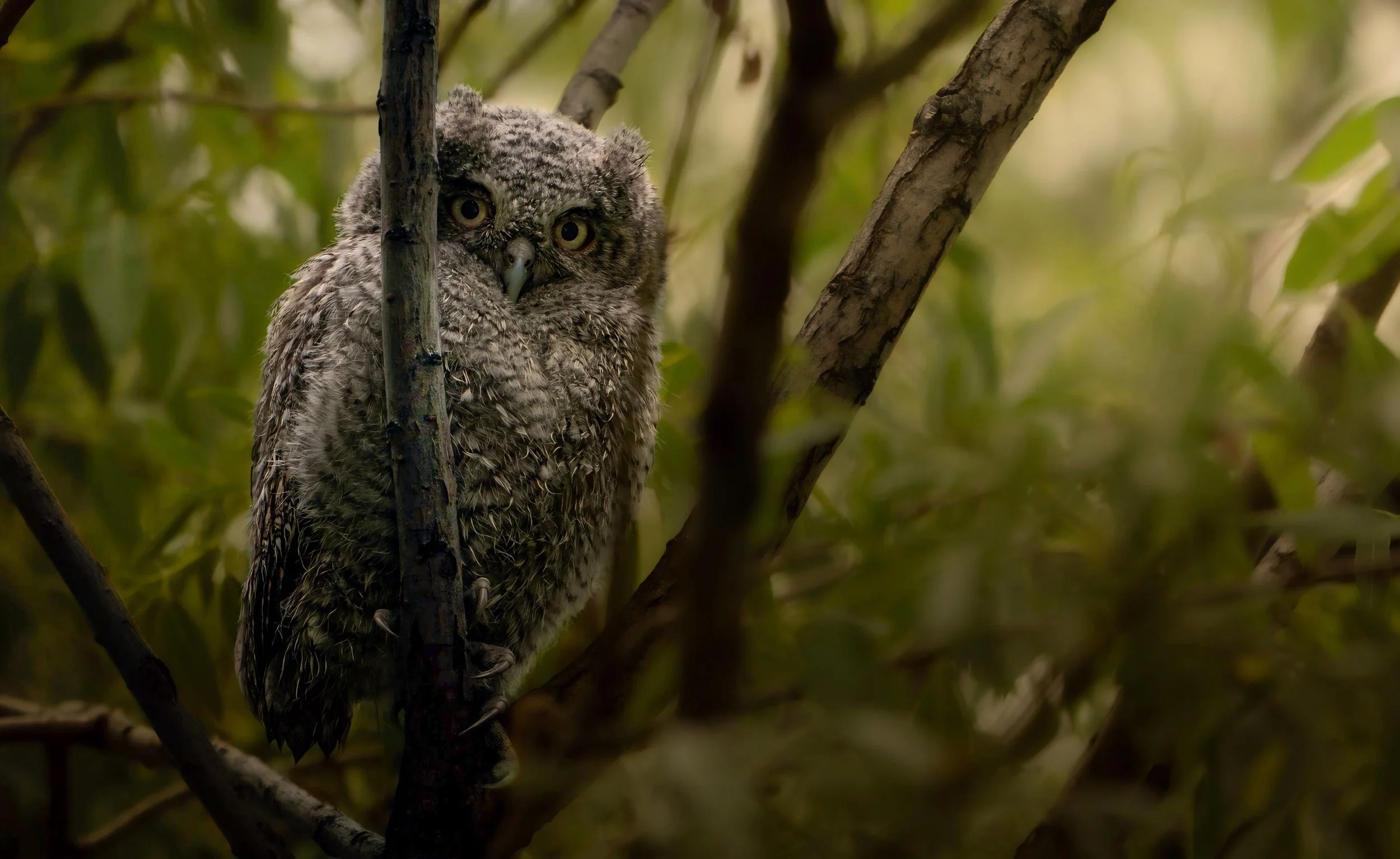 Screech Owl.JPG