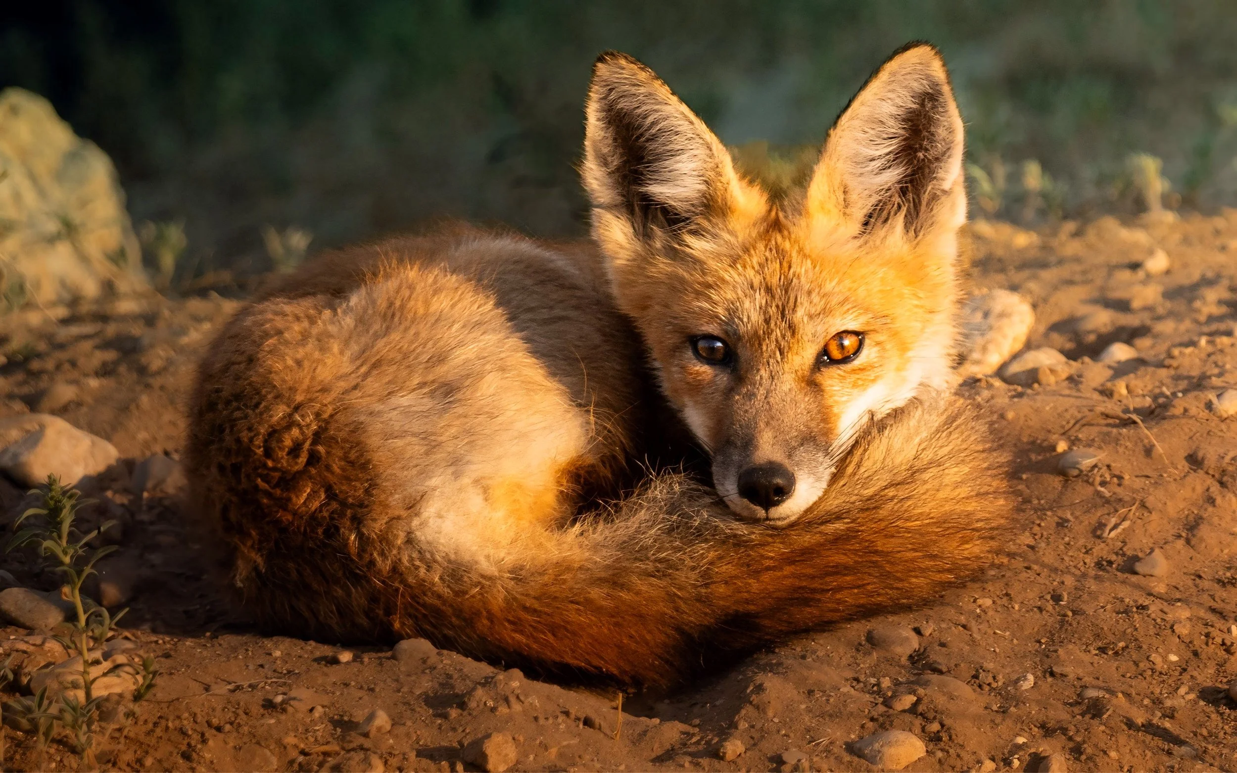Sunrise Red Fox.JPG