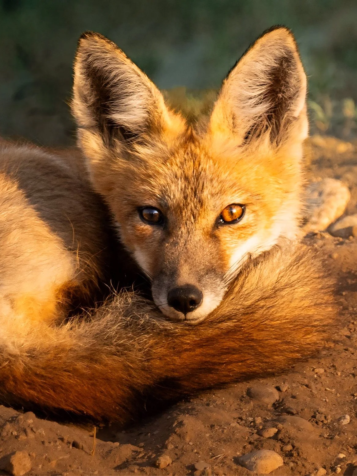 Golden Fox