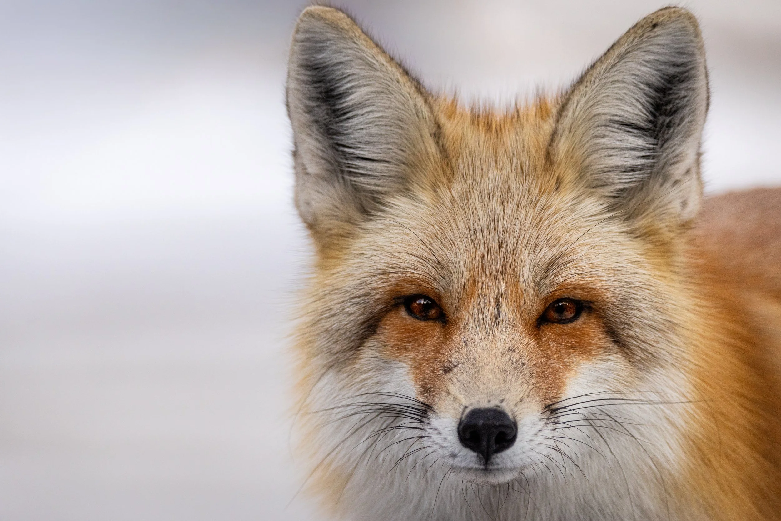 Cabin Fox.JPG