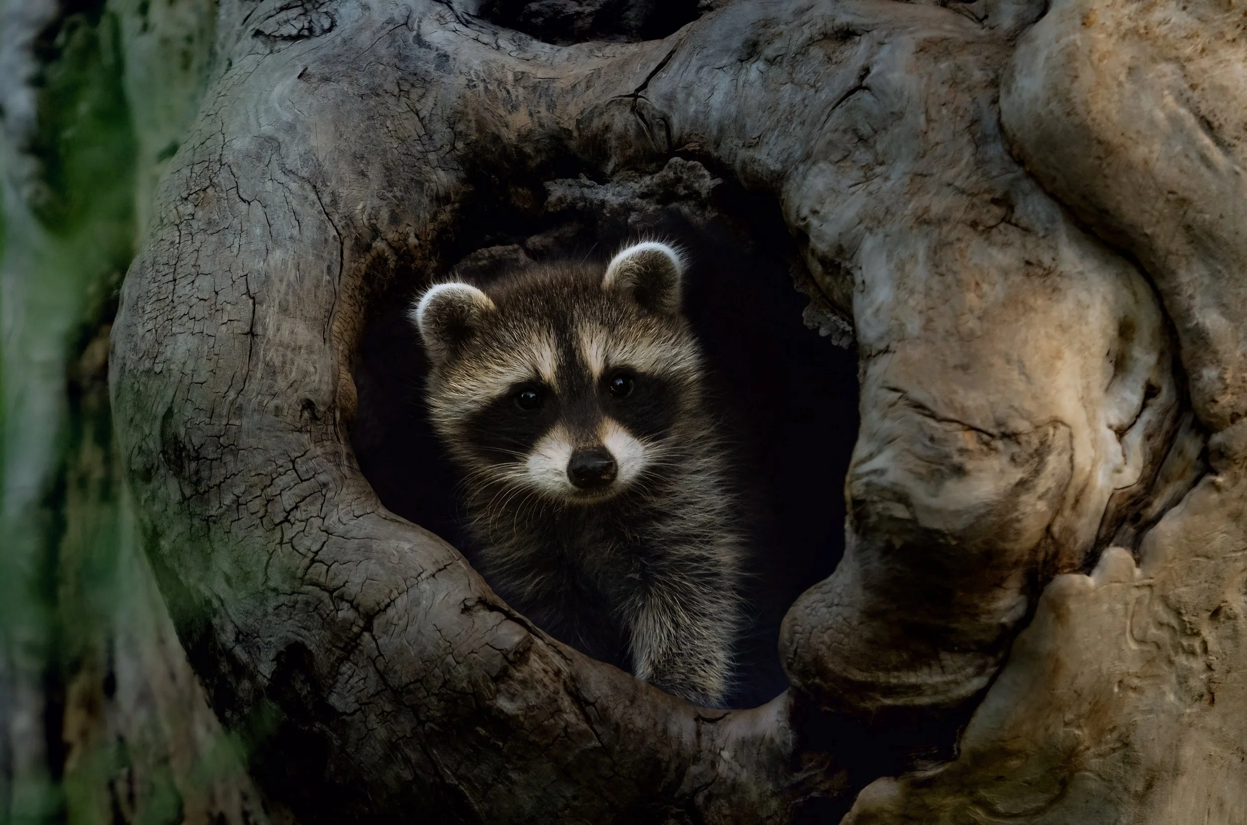 Young raccoon peeking out from a hollow log with rough, weathered wood and green foliage around the entrance.
