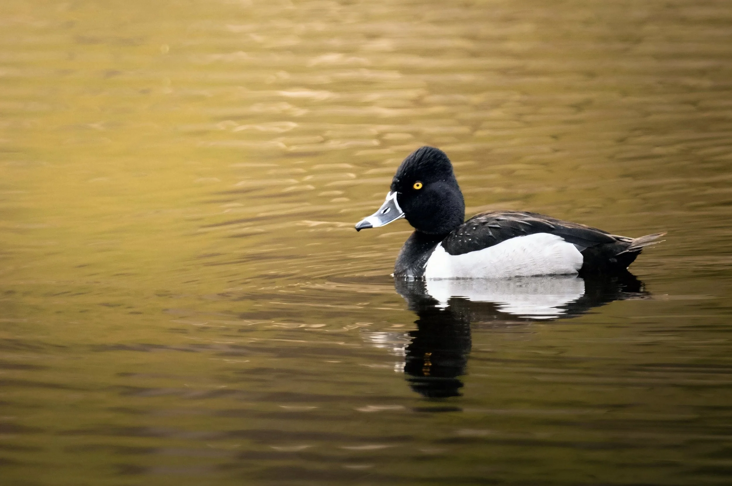 RMNP Ring-necked.jpg
