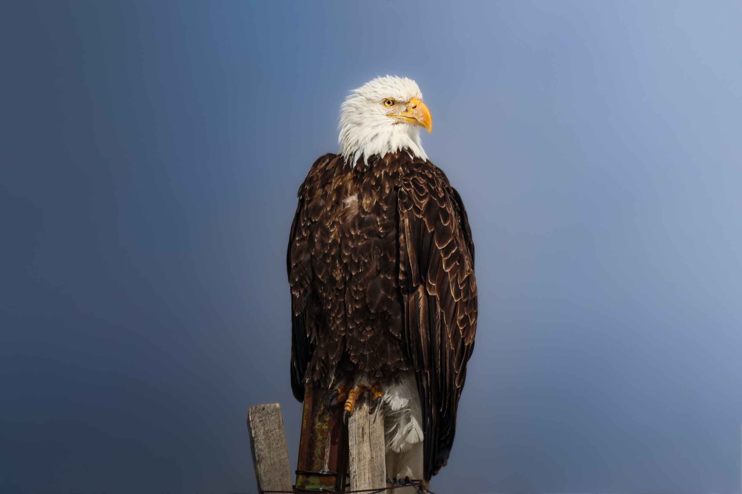 Perched Eagle