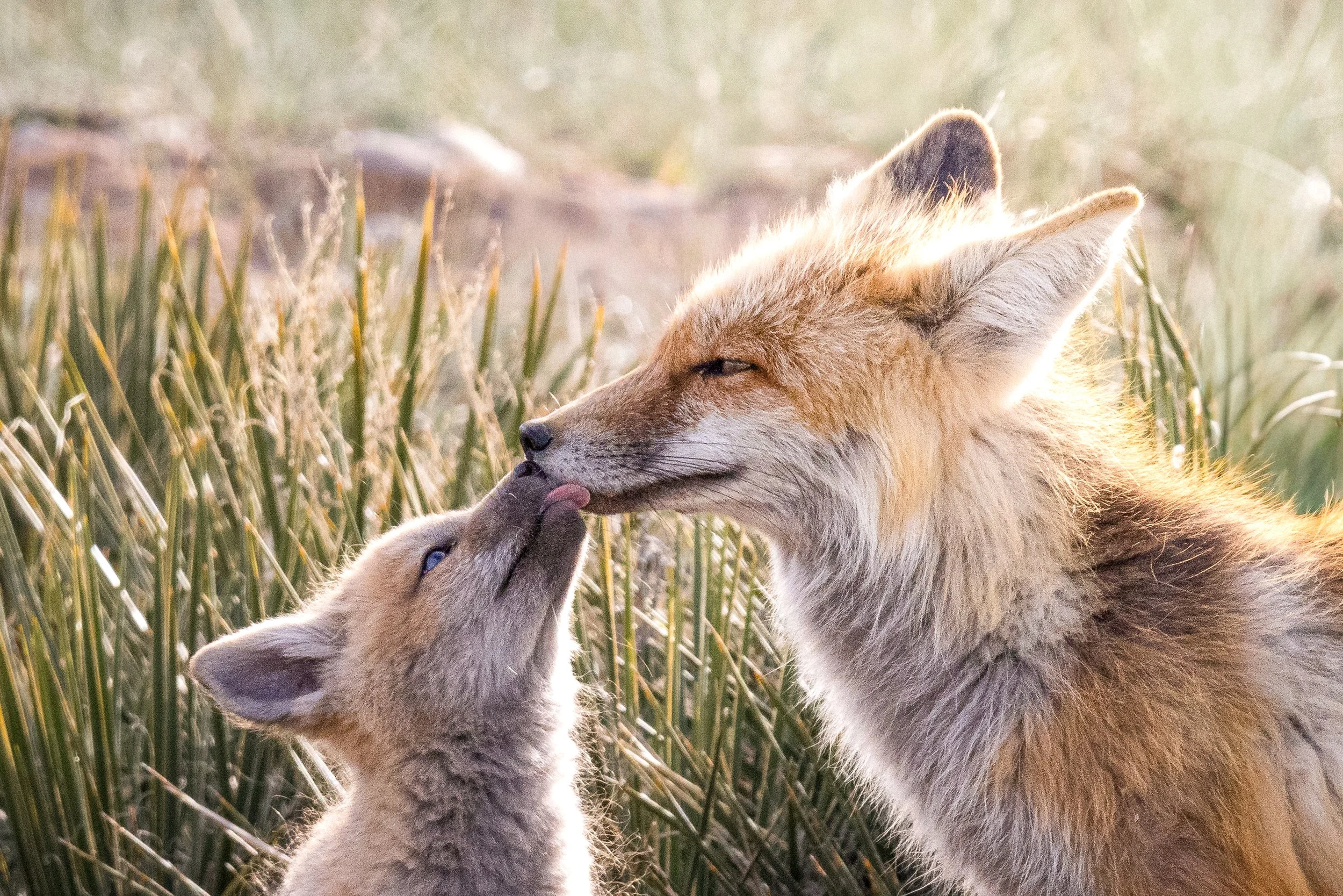 Fox Kiss