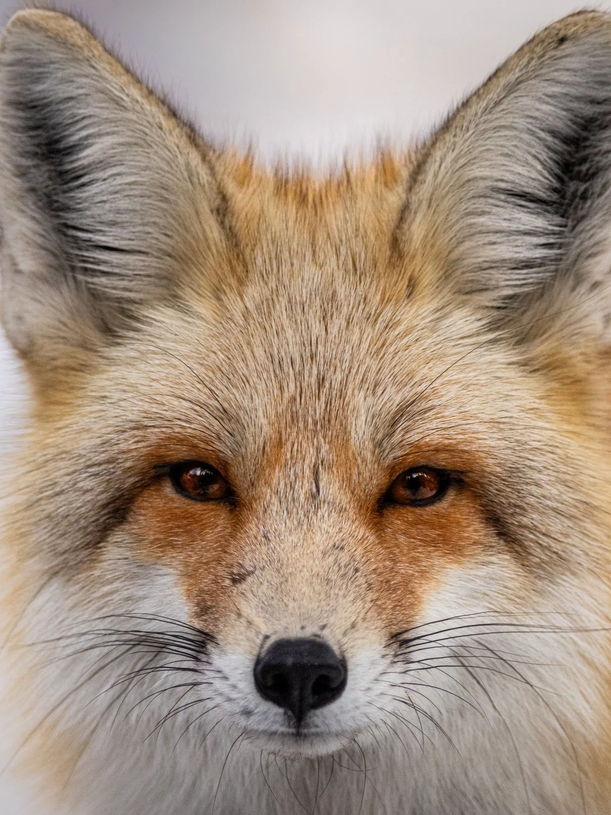 Fox in the Snow
