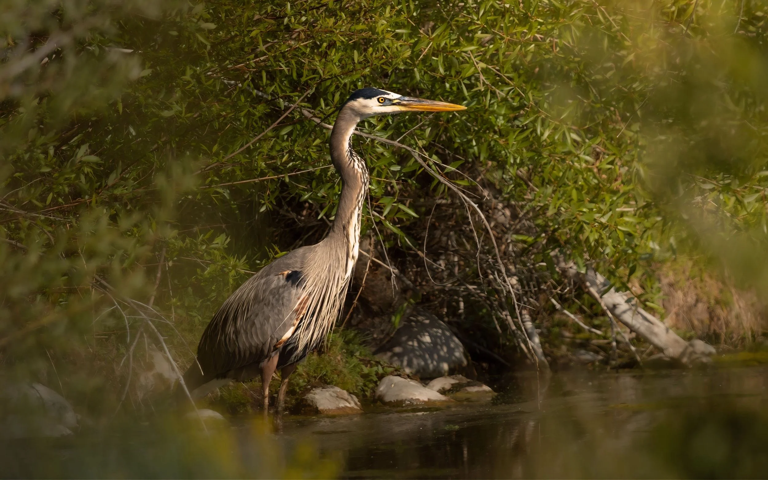 Blue Heron.JPG
