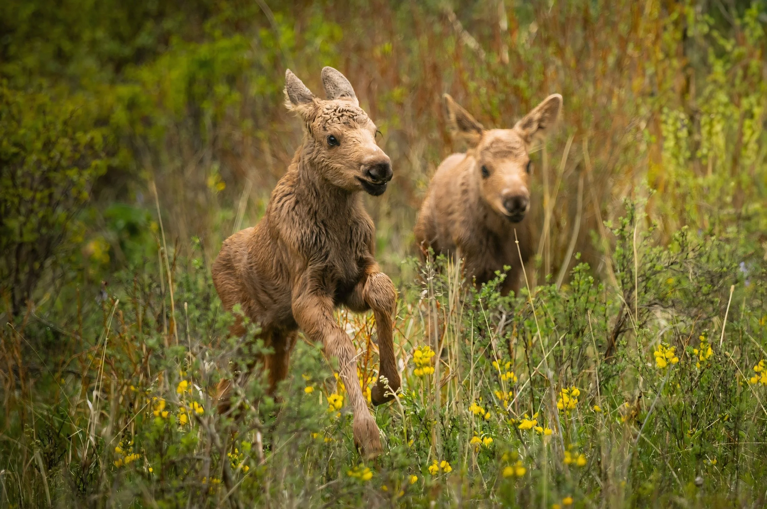 Rocky Mountain Twins