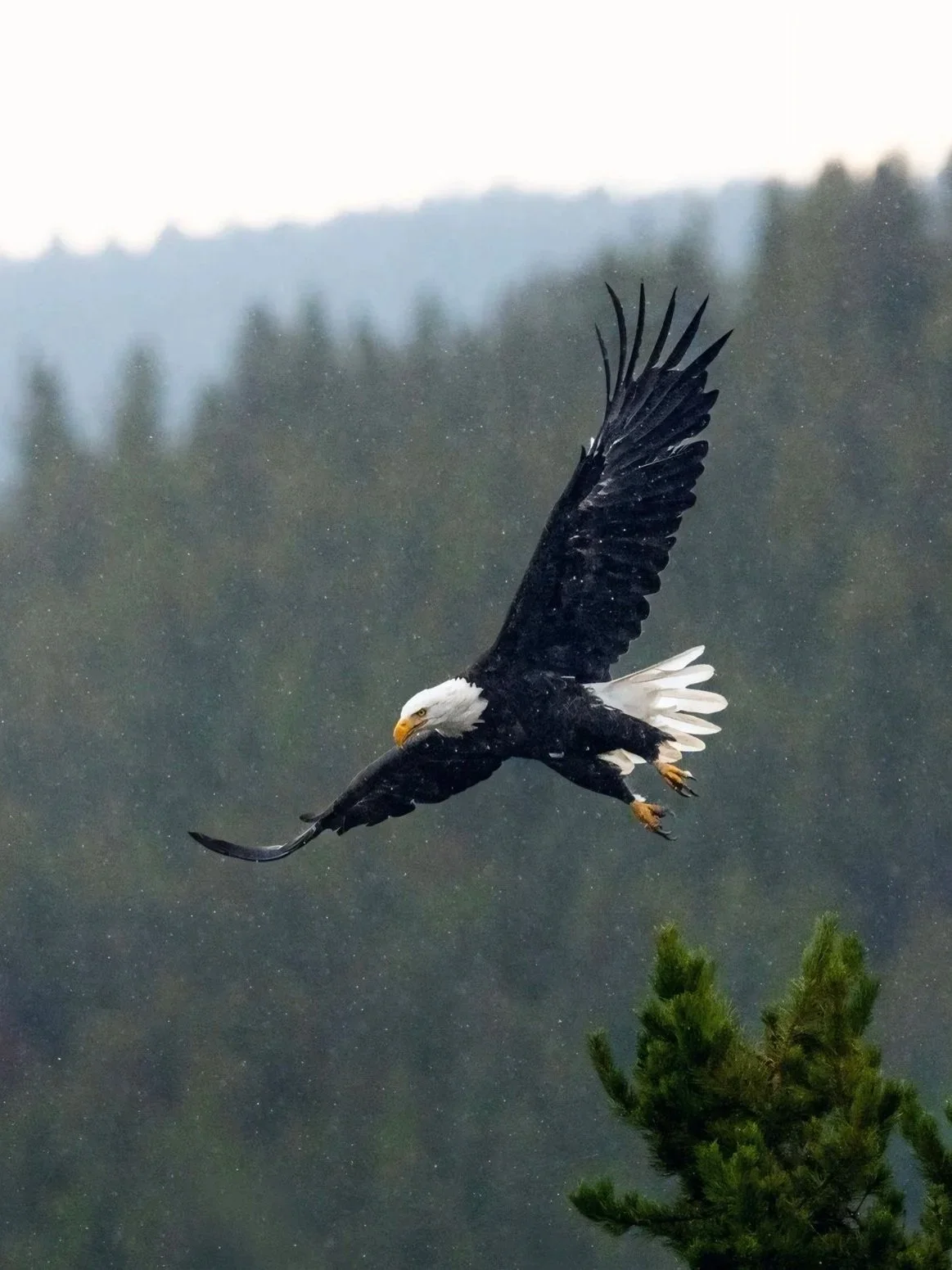 Storm-borne Eagle