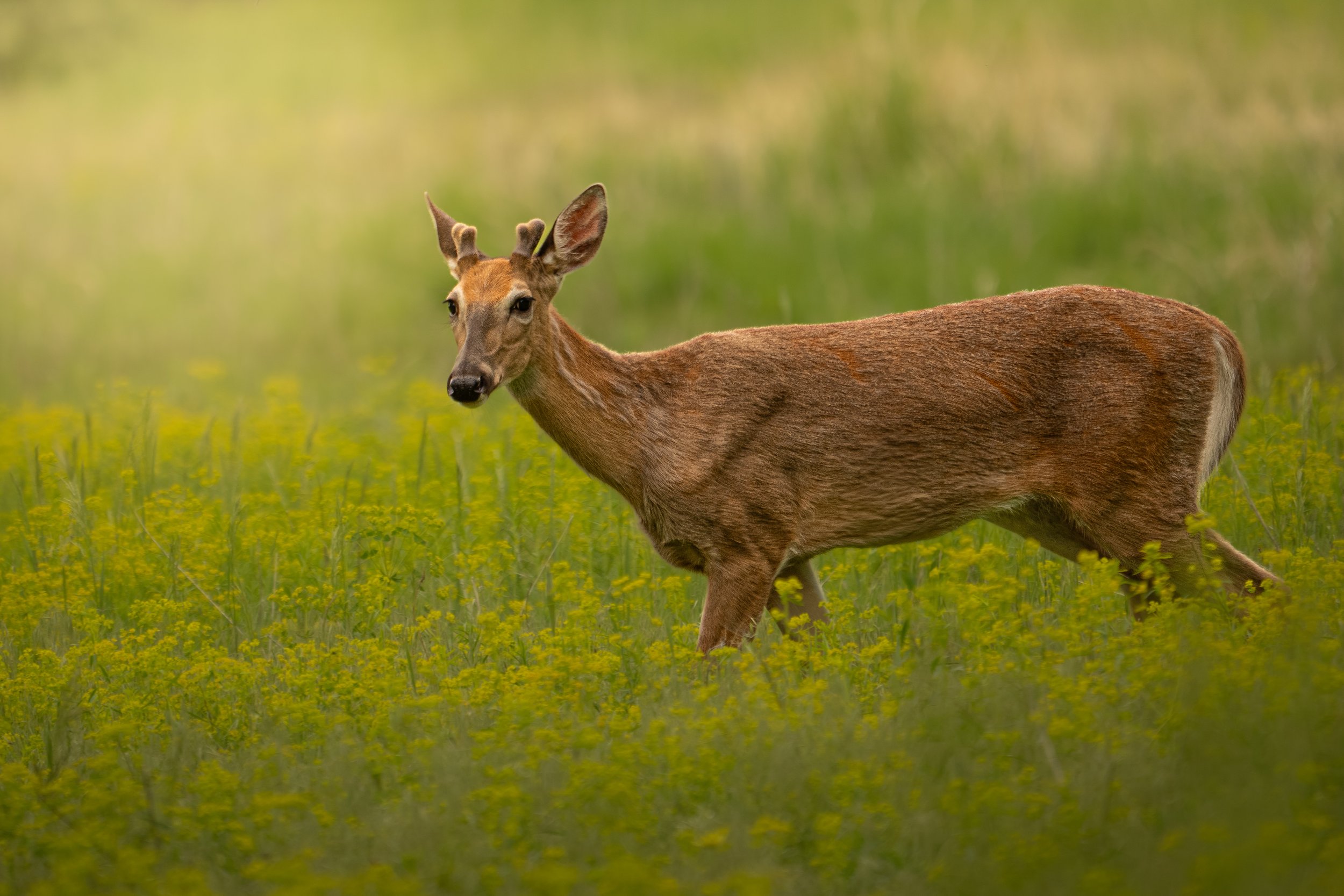 Spring Buck