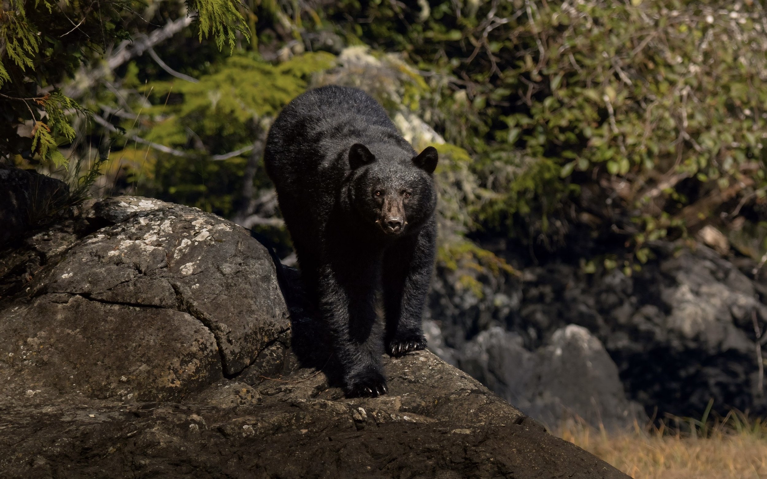 A black bear walking on a rocky outcrop with heavy foliage in British Columbia.