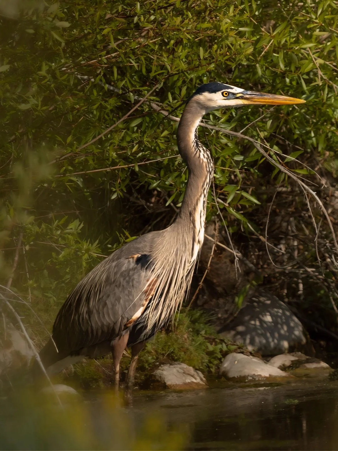 Still Heron