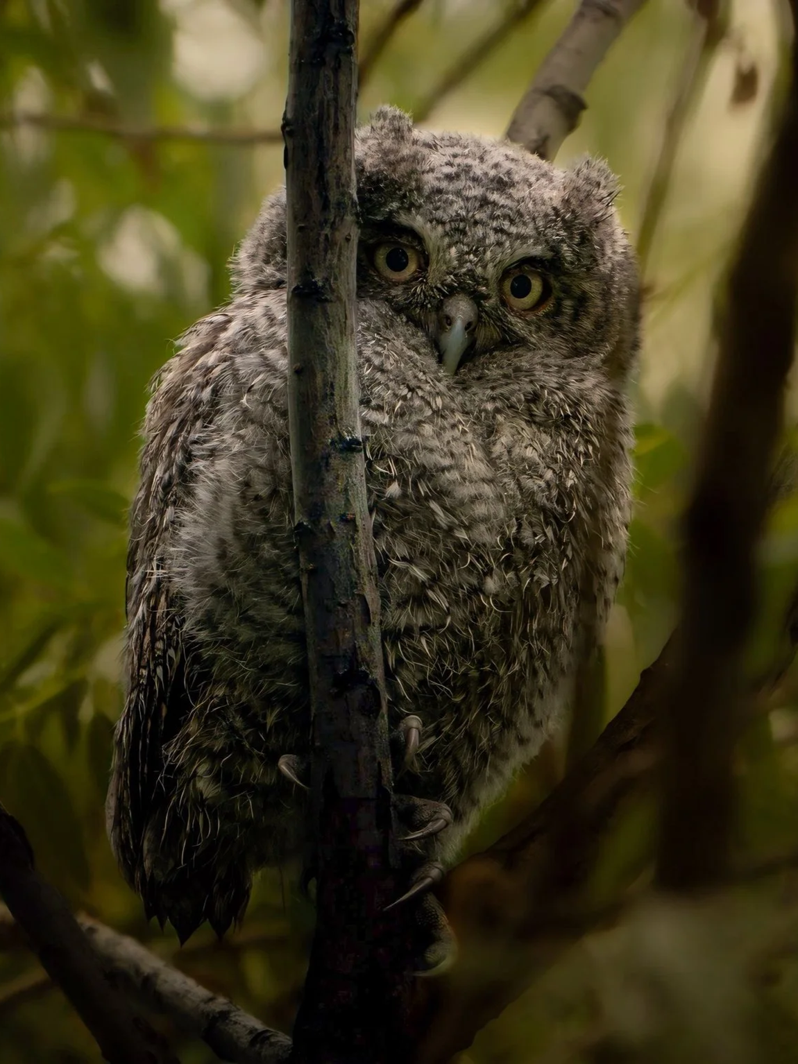 Hidden Watcher