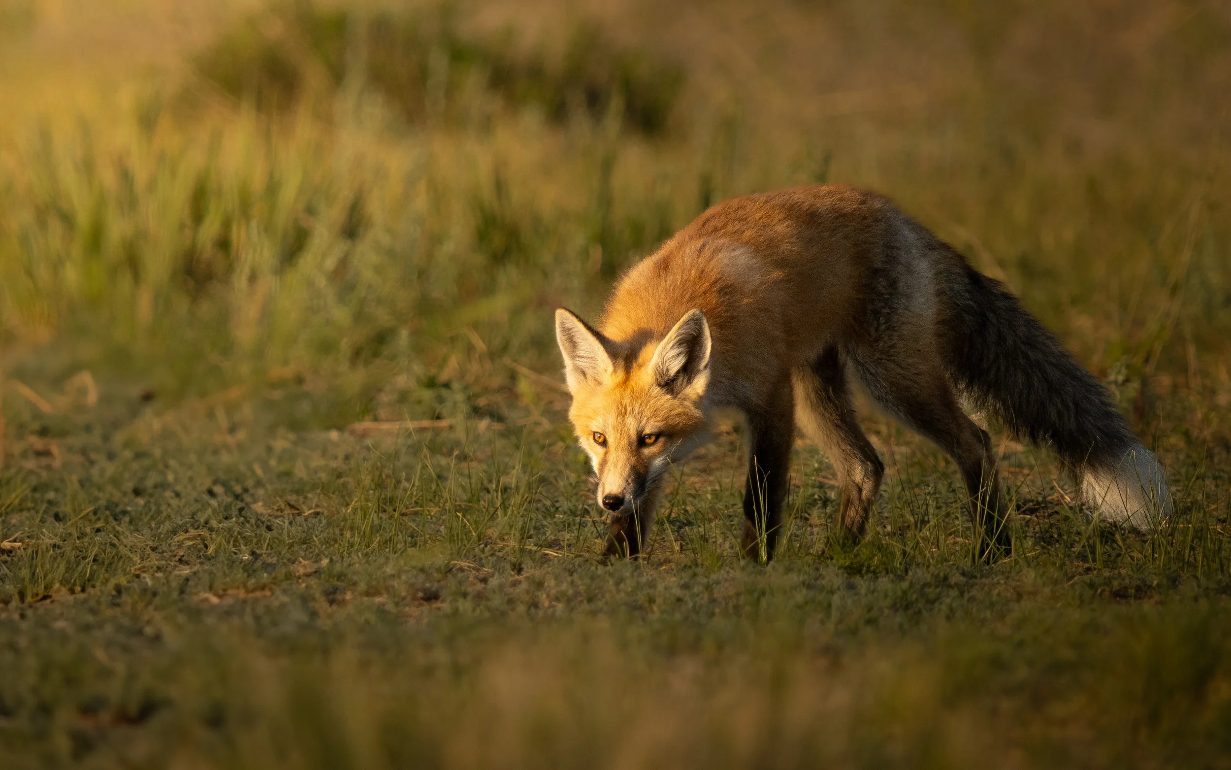 Evening Prowl