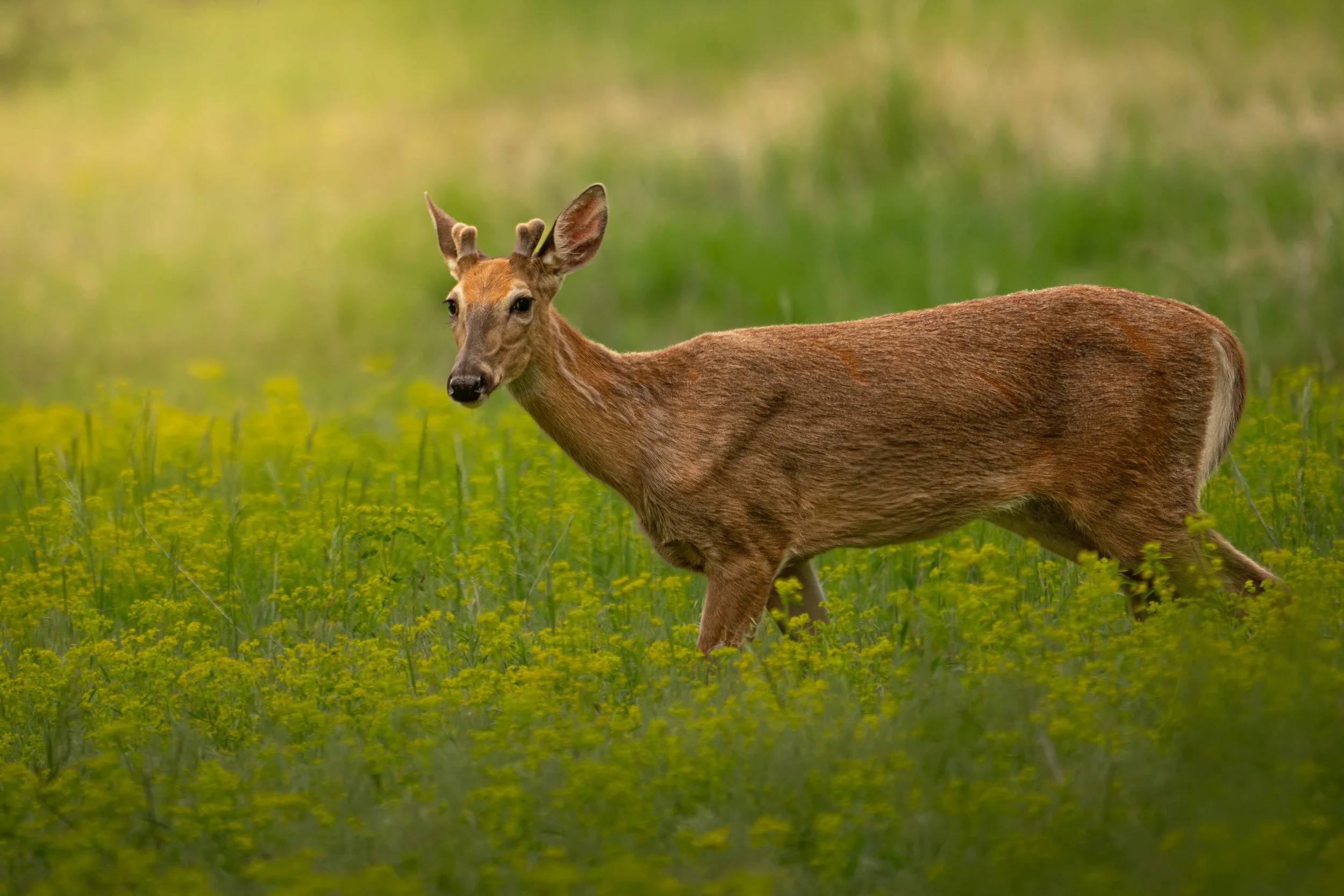 Spring Buck